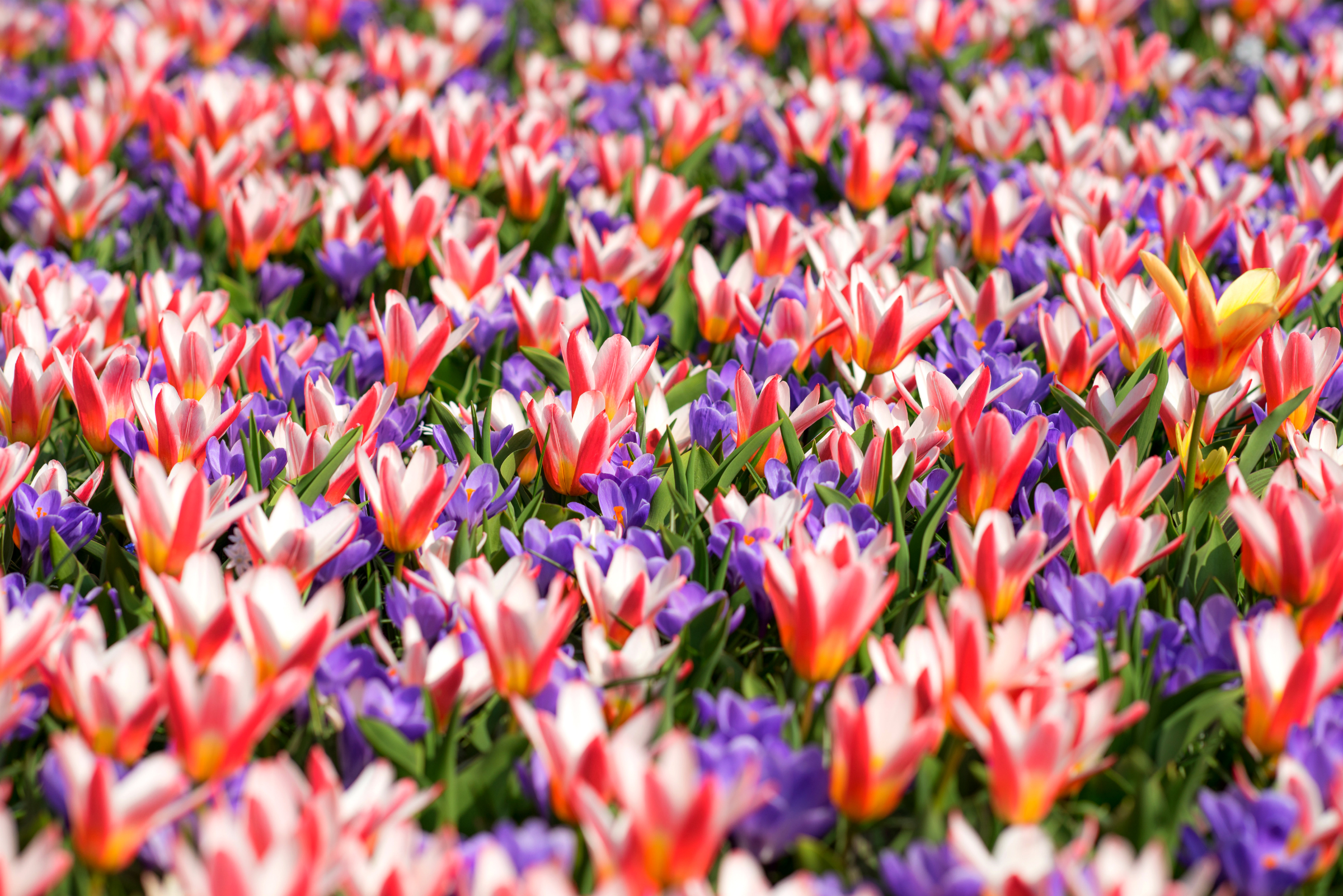 General 2400x1602 colorful flowers plants