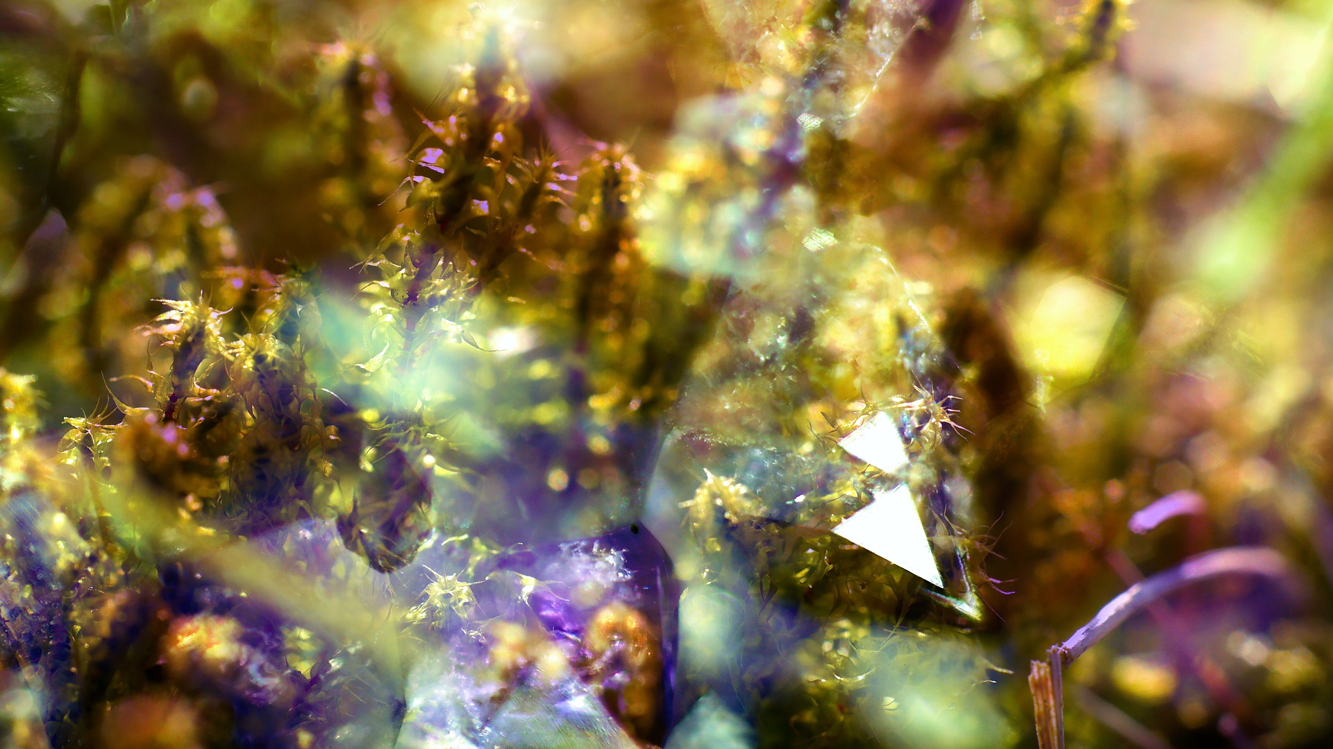 General 1920x1080 macro nature overlay crystal  closeup colorful moss