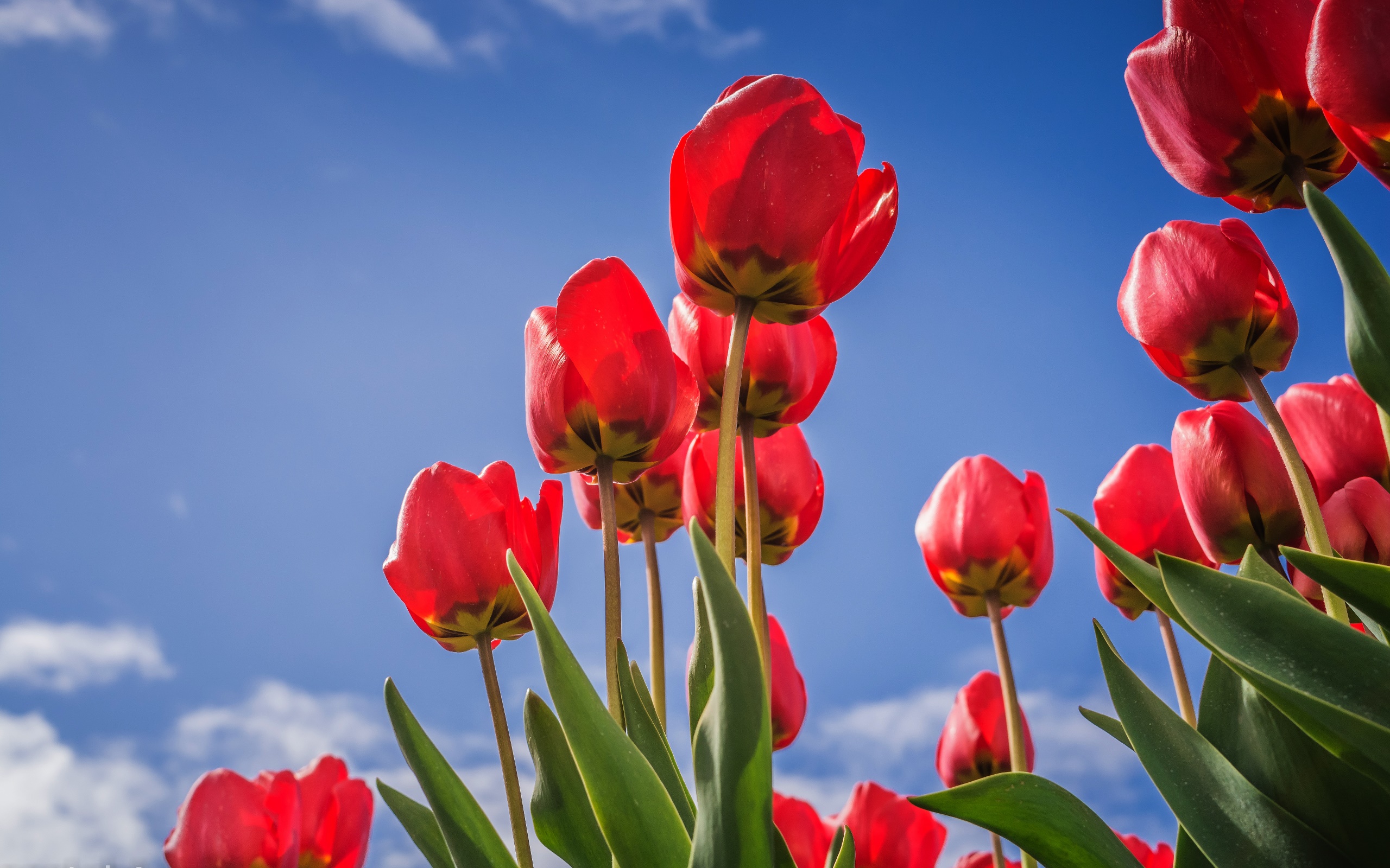 General 2560x1600 tulips red flowers flowers plants low-angle