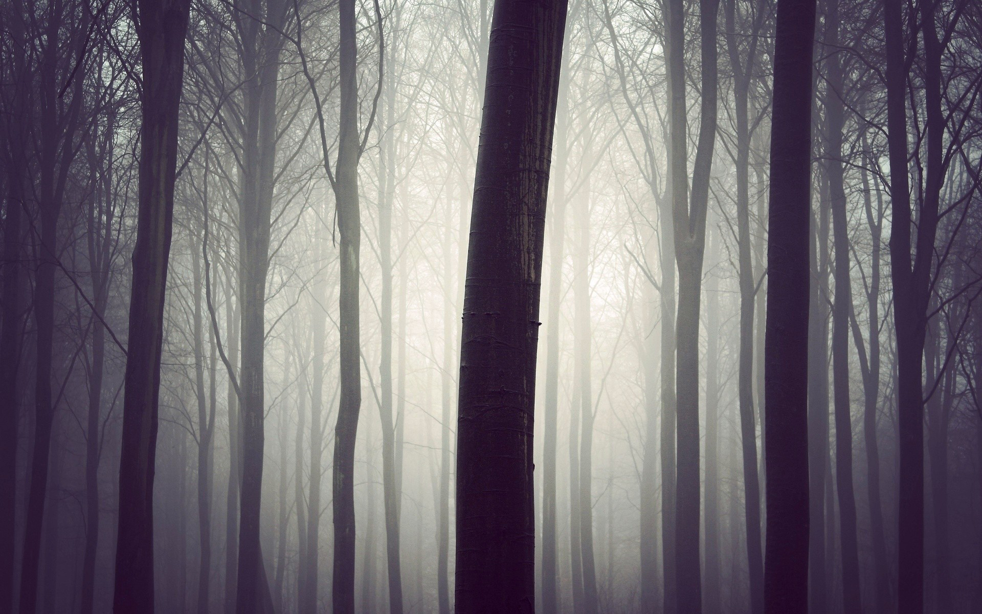 General 1920x1200 nature forest mist gloomy trees