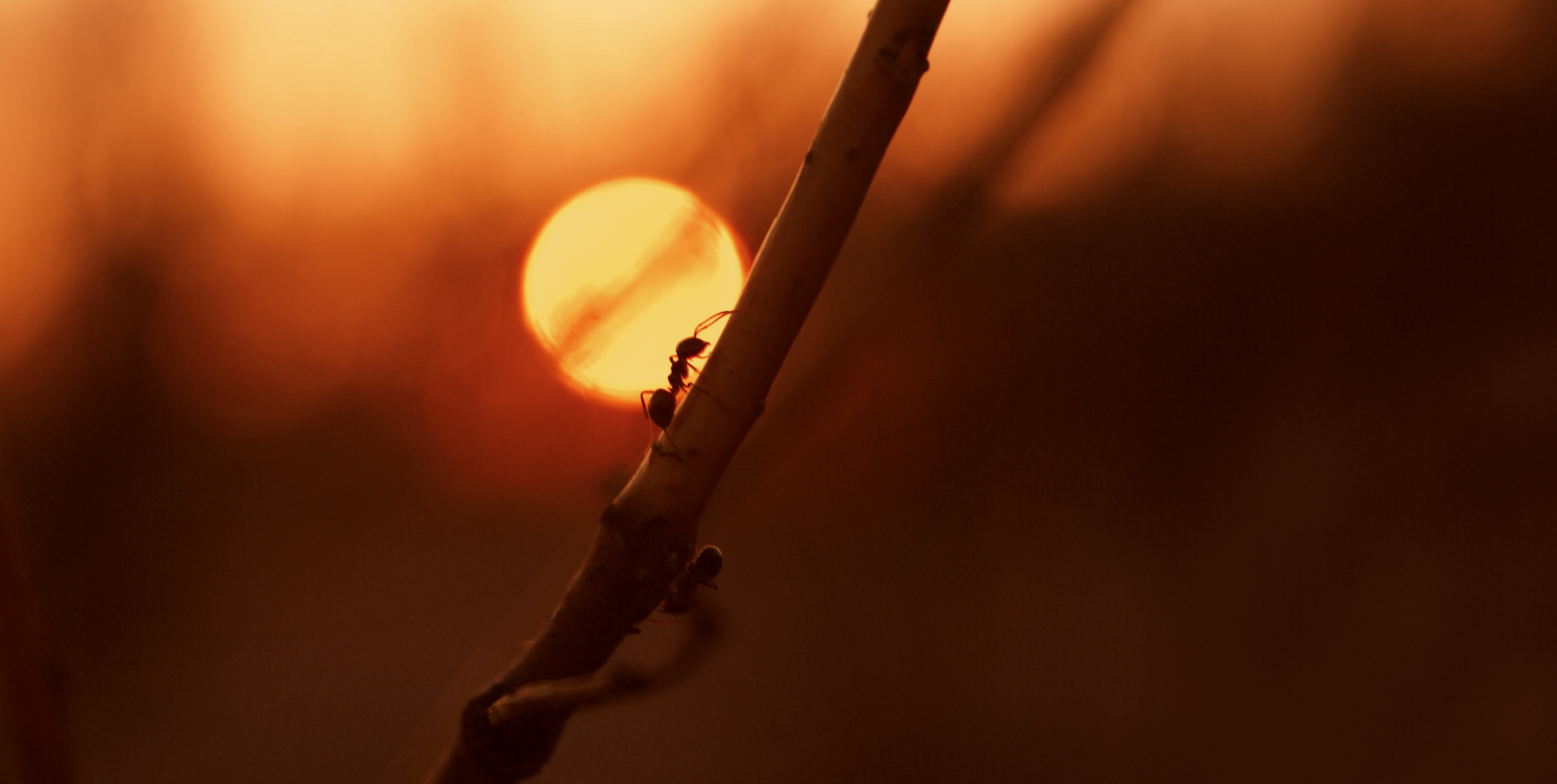 General 2929x1476 ants insect Sun hymenoptera branch closeup nature sunset dusk cover art album covers melodic death metal rock music rocks extreme metal heavy metal Be'lakor macro depth of field