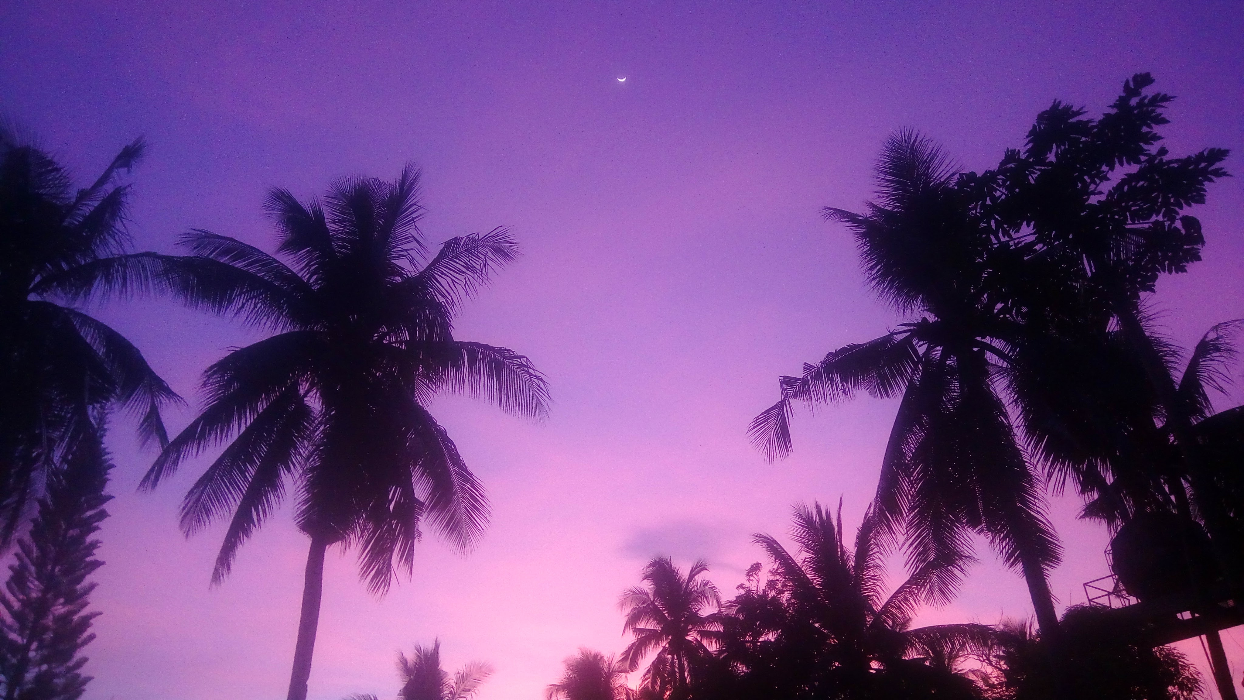 General 4096x2304 colorful purple background purple palm trees shadow retrowave sun rays crescent moon