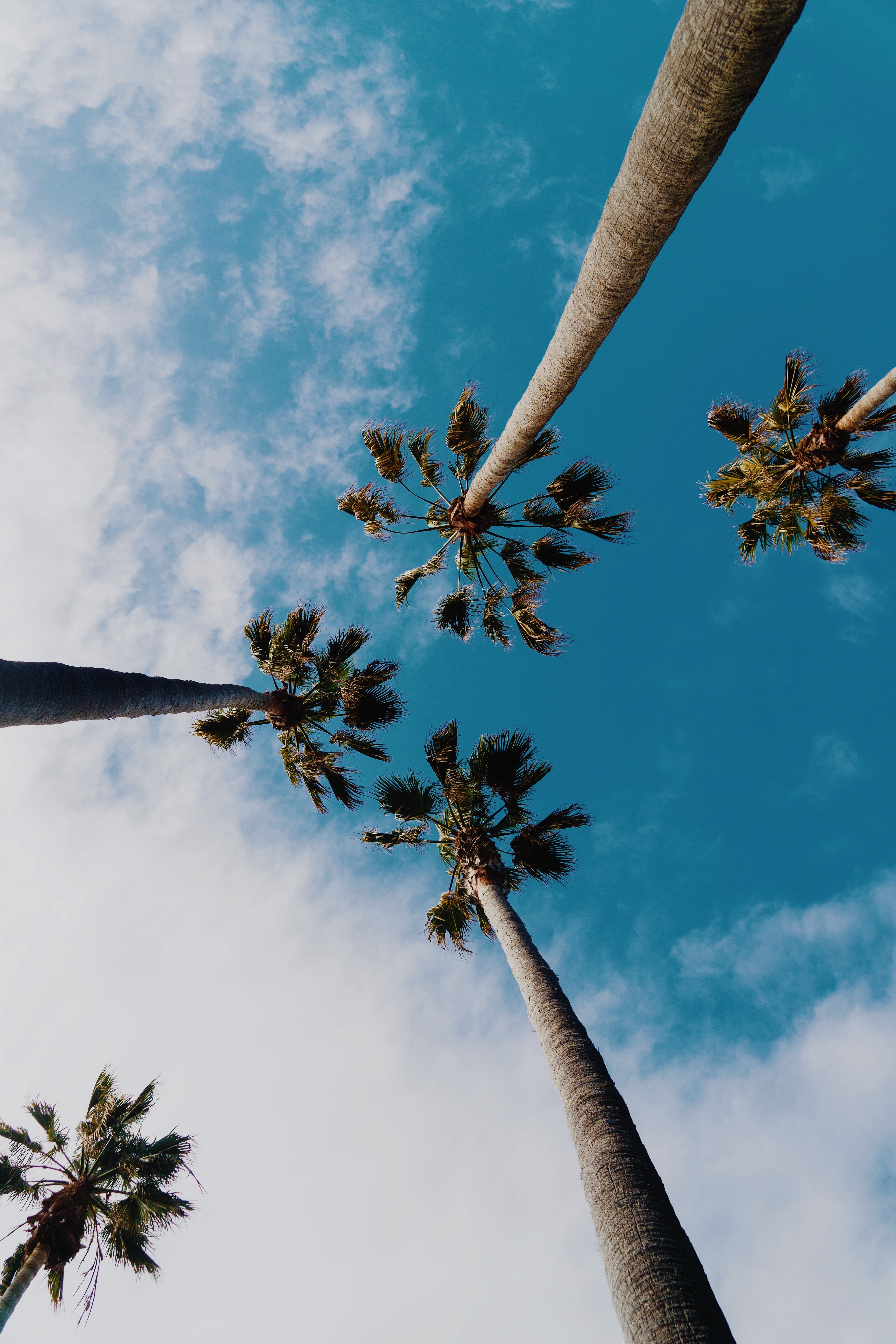 General 4000x6000 trees palm trees clouds sky leaves worm's eye view