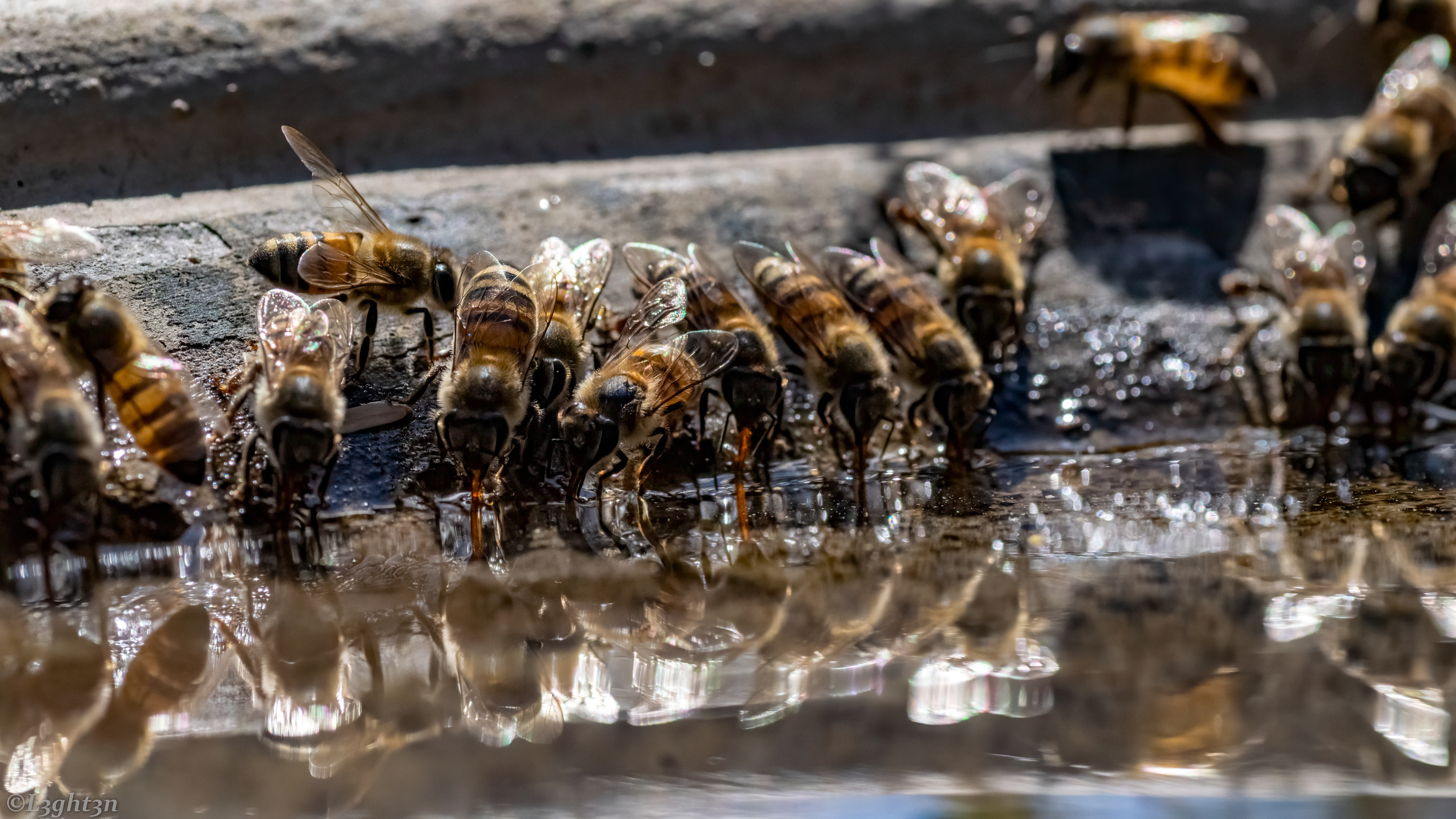 General 3840x2160 water photography bees reflection insect animals drinking closeup macro
