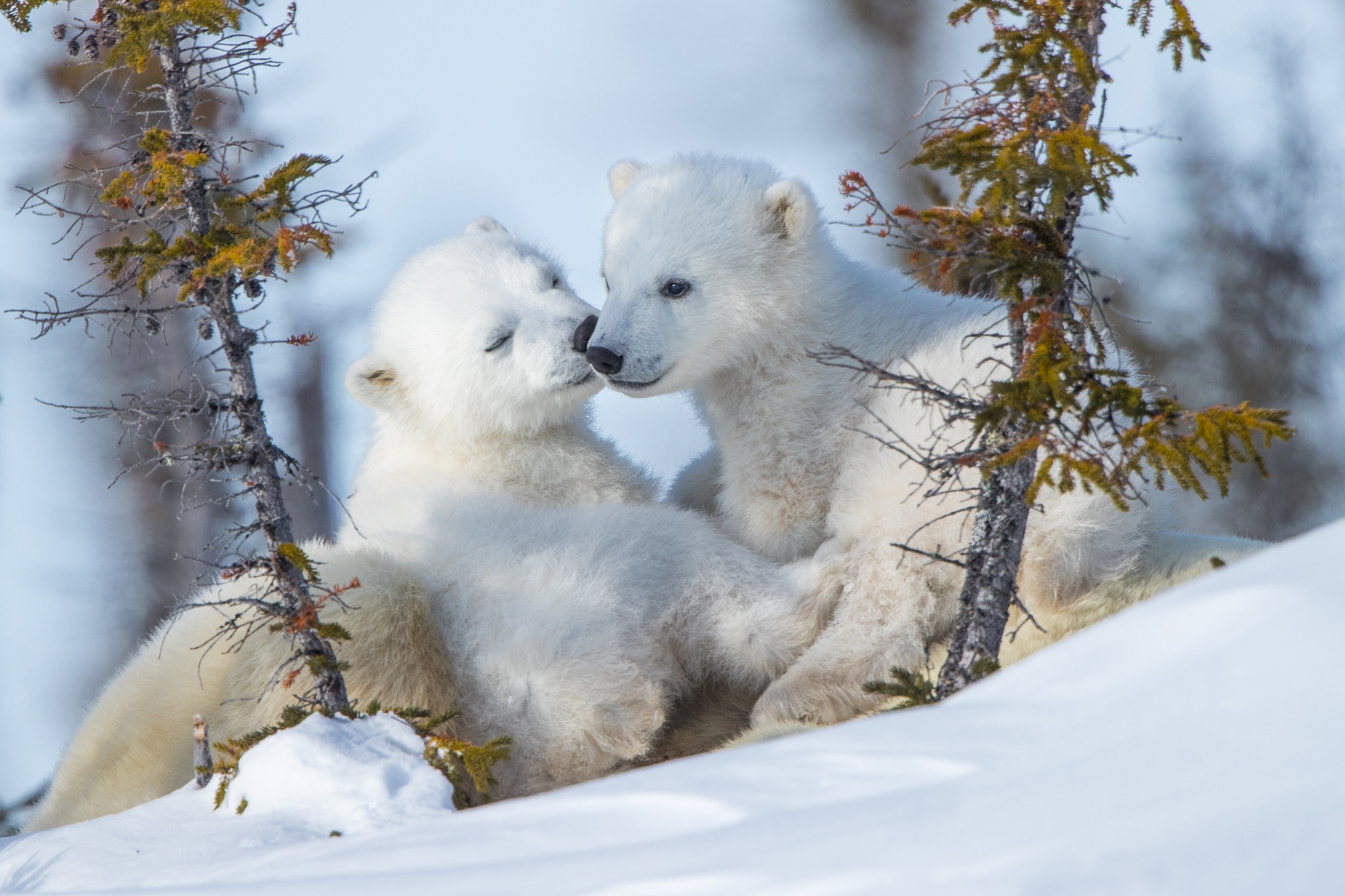 General 2048x1365 polar bears bears animals baby animals snow mammals