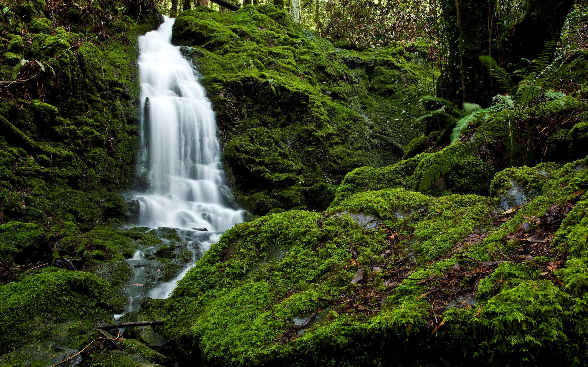 General 1920x1200 nature landscape moss forest waterfall Japan