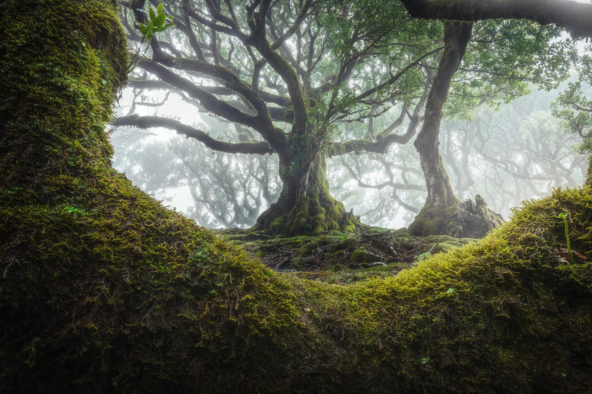 General 1920x1280 nature trees mist moss leaves Monsoon rain Madeira Portugal