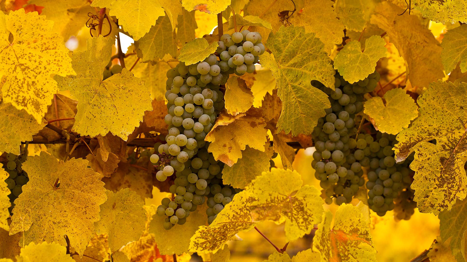 General 1920x1080 photography fruit grapes yellow leaves