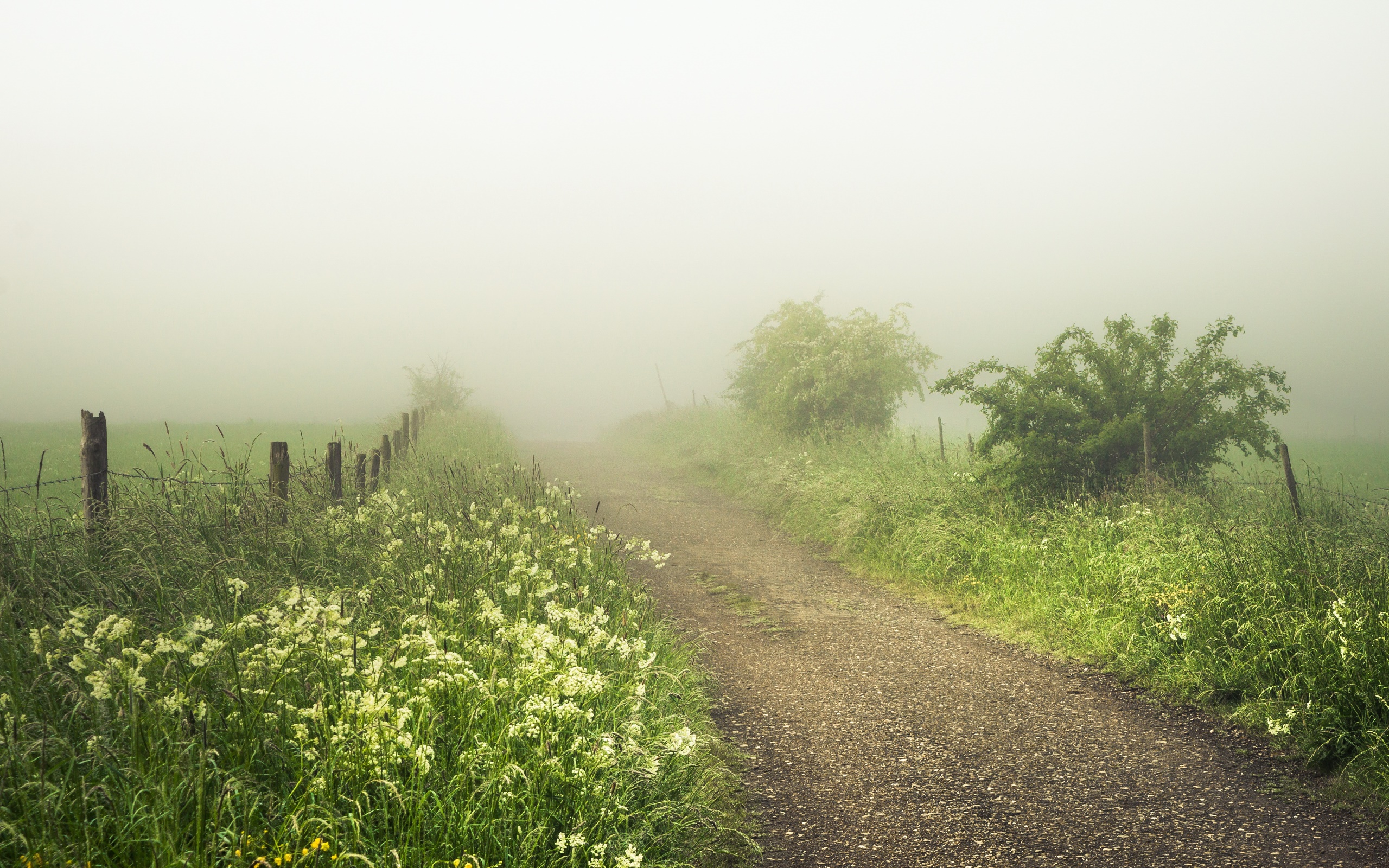General 2560x1600 plants mist outdoors dirt road fence