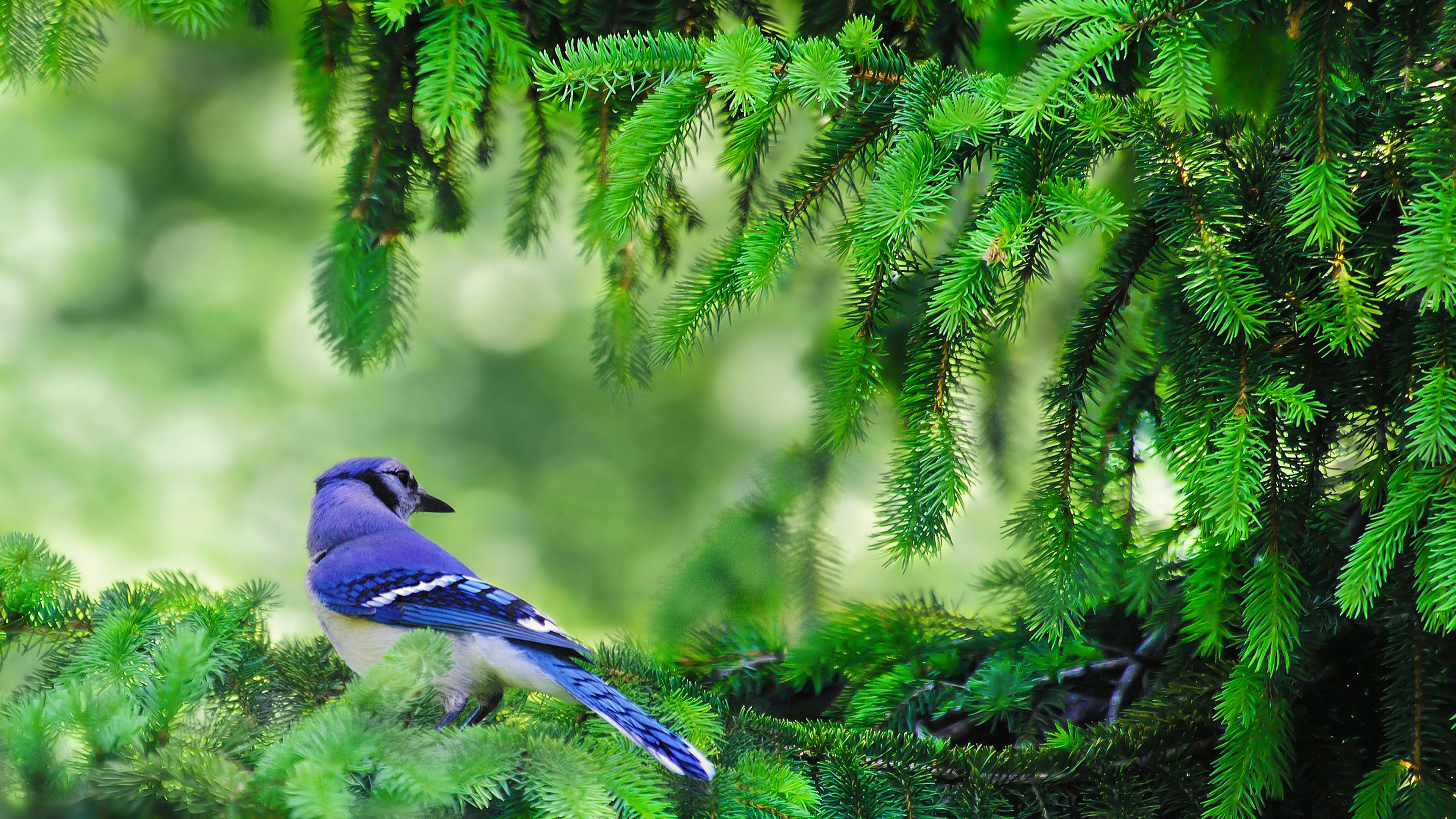 General 3840x2160 birds pine trees color correction branch blue jays