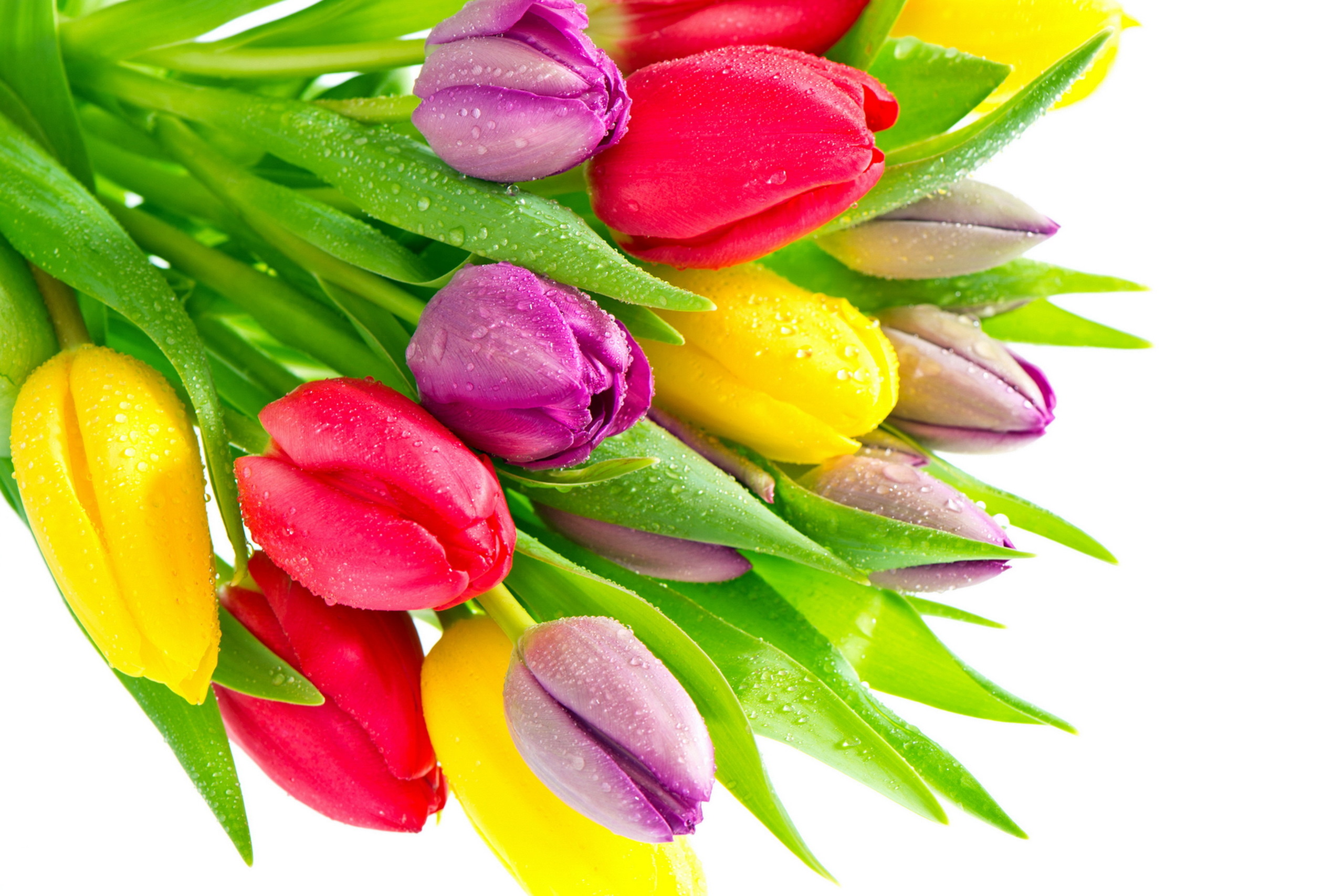 General 2560x1707 flowers plants colorful tulips