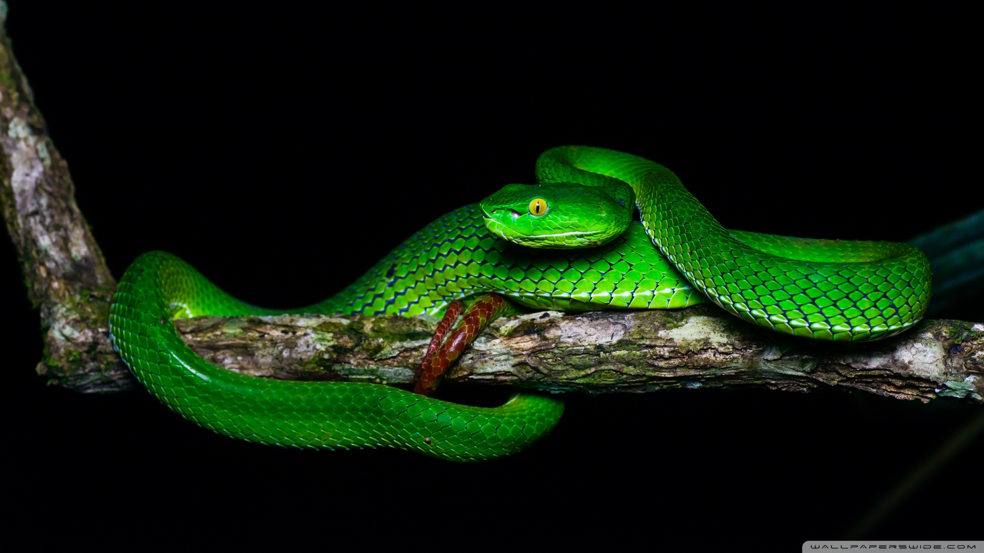 General 1920x1080 snake nature branch reptile