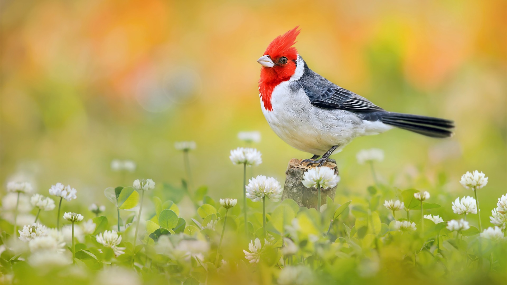 General 1920x1080 birds animals nature plants colorful flowers