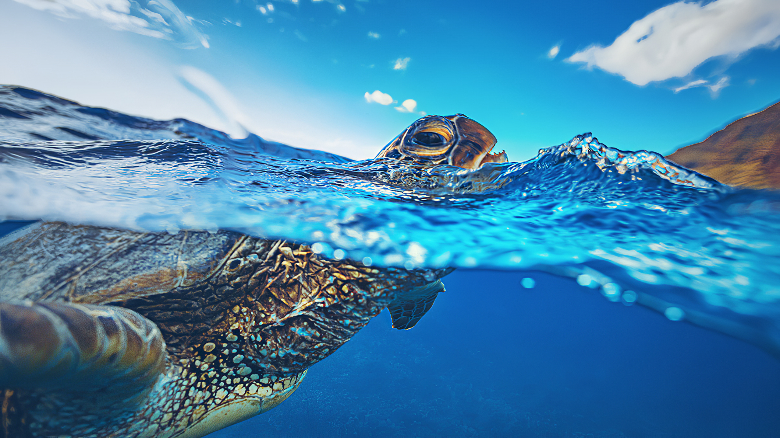 General 2560x1440 turtle wildlife water underwater closeup