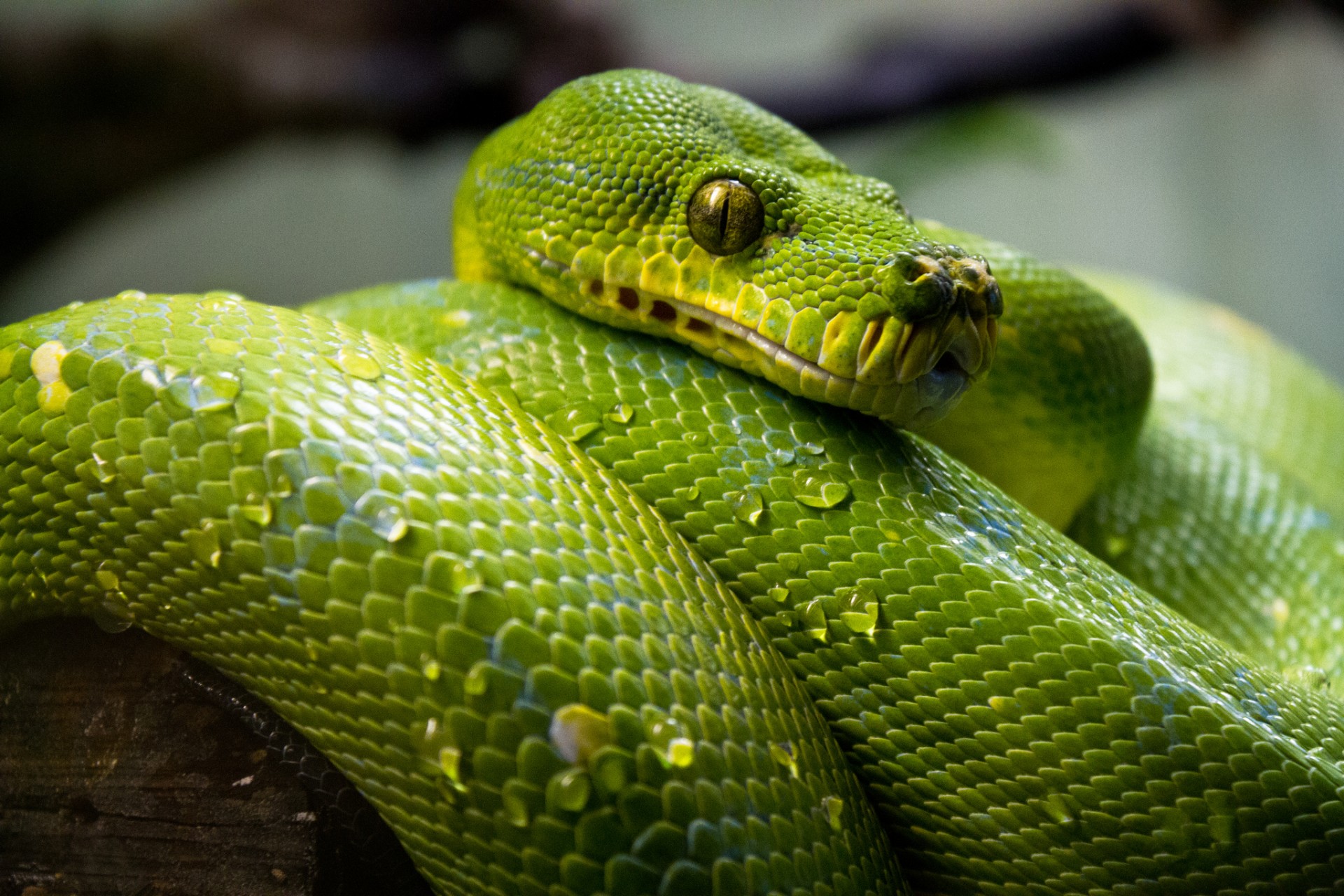 General 1920x1280 snake animals reptiles