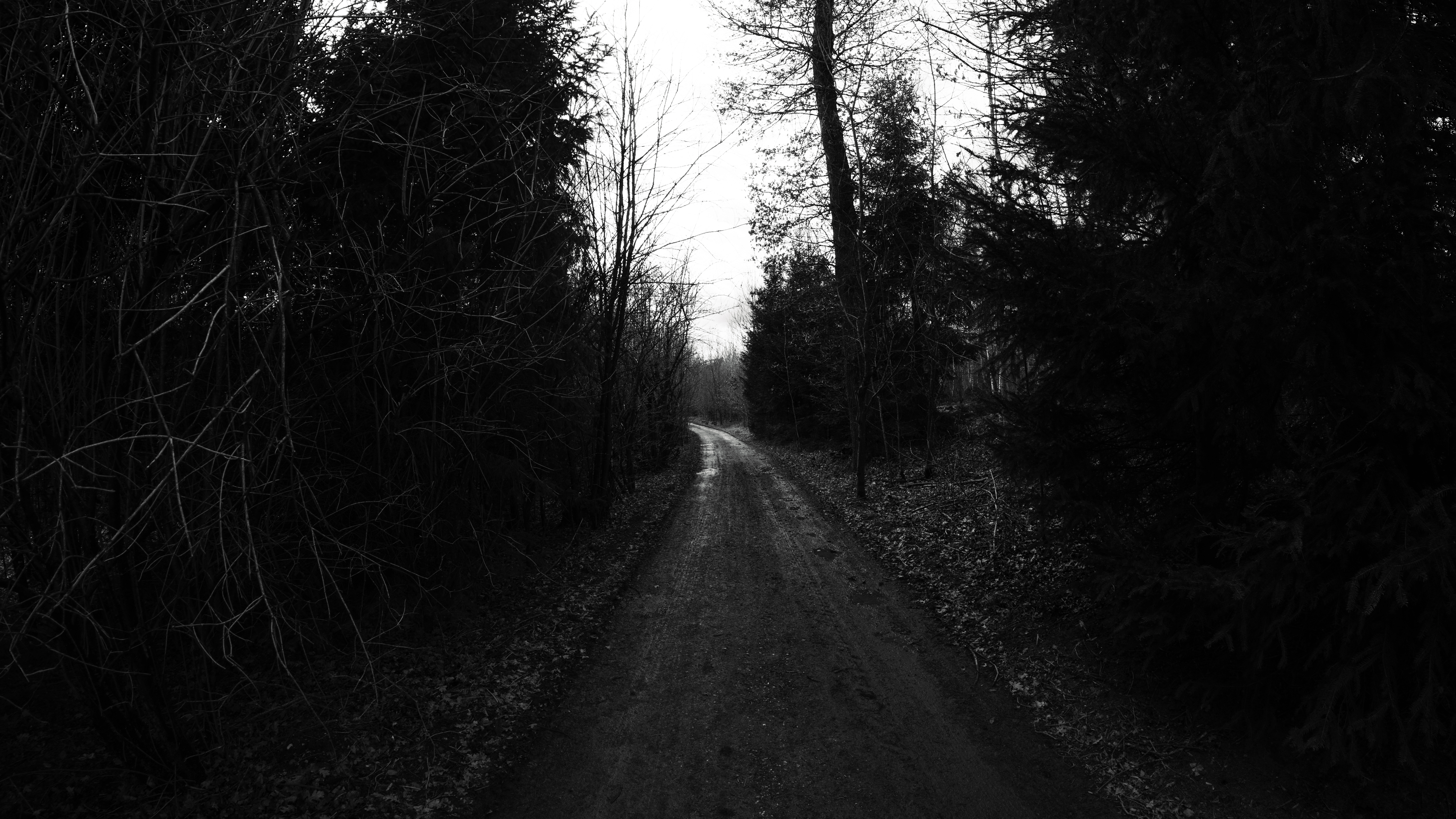 General 6000x3376 trees road wood monochrome outdoors dark