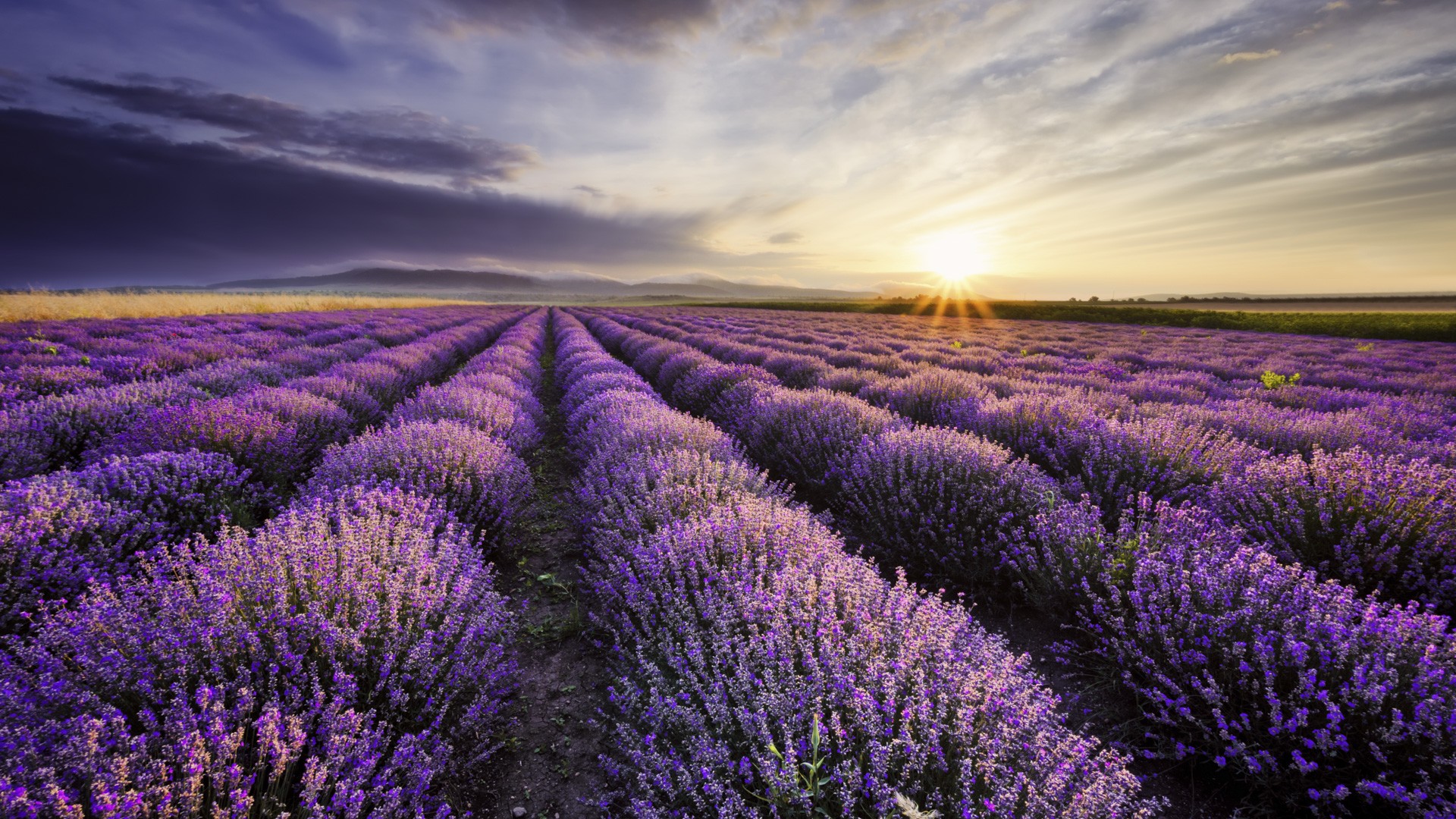 General 1920x1080 nature purple lavender field sunset Agro (Plants) flowers