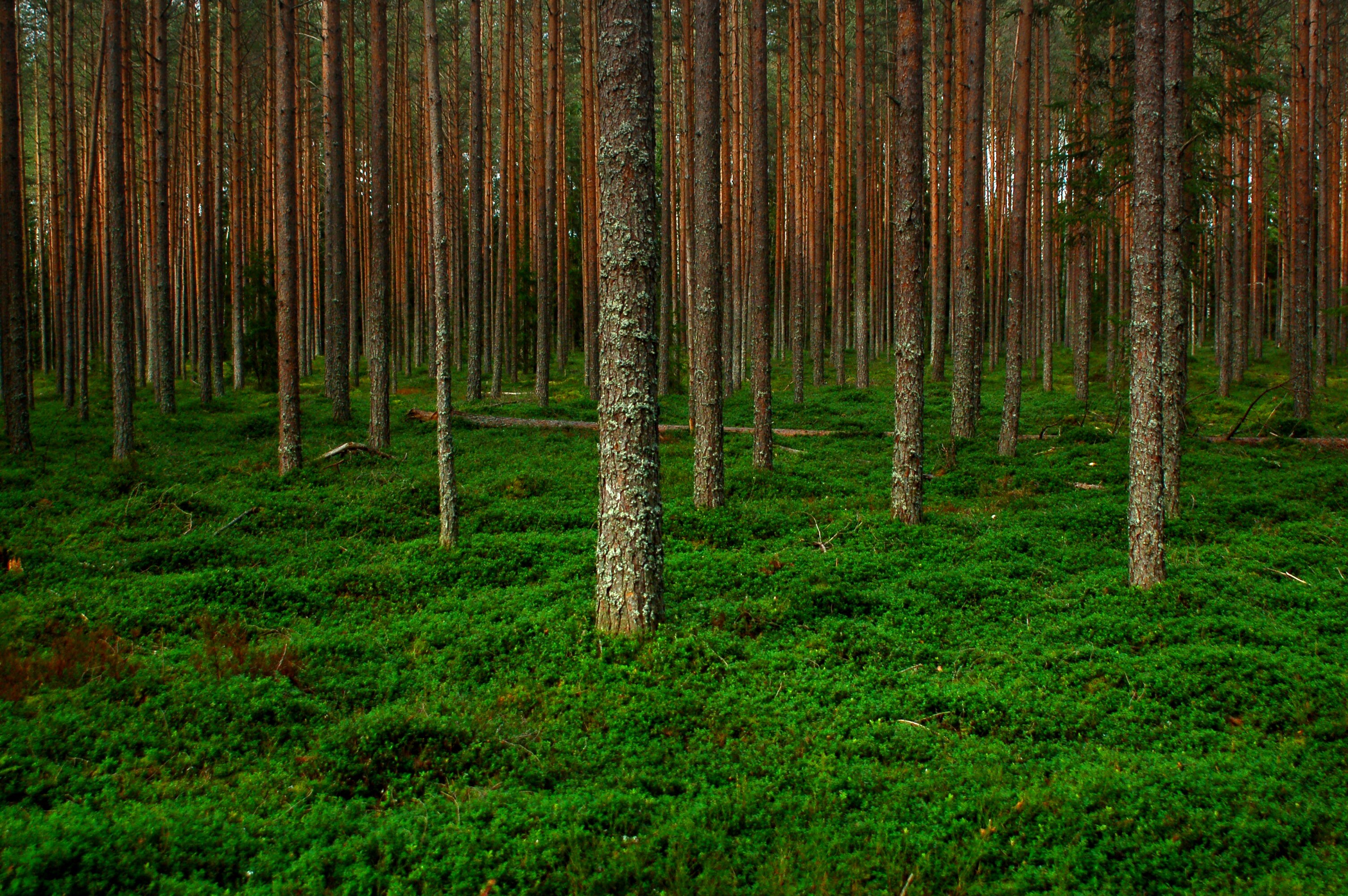General 3008x2000 forest green trees outdoors plants