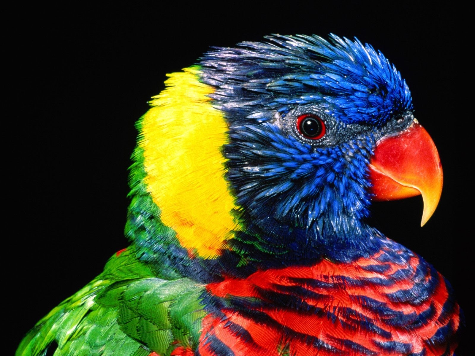 General 1600x1200 parrot birds lorikeet colorful animals simple background black background closeup