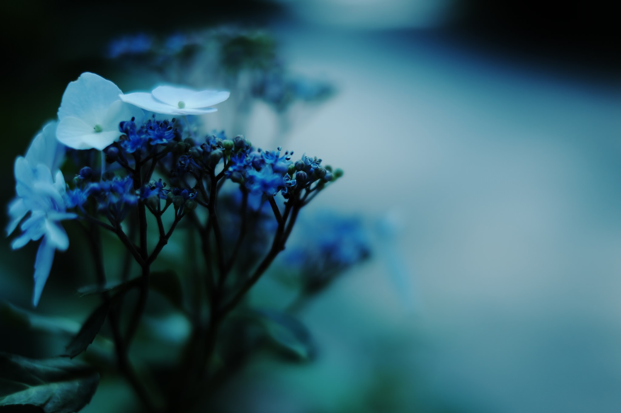General 2048x1365 photography macro white flowers leaves blue flowers plants fujifilm flowers