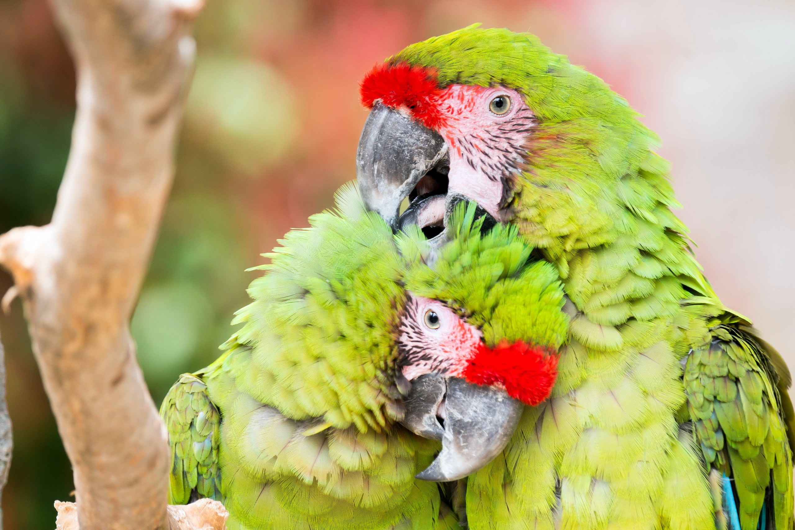 General 2560x1707 animals birds parrot colorful