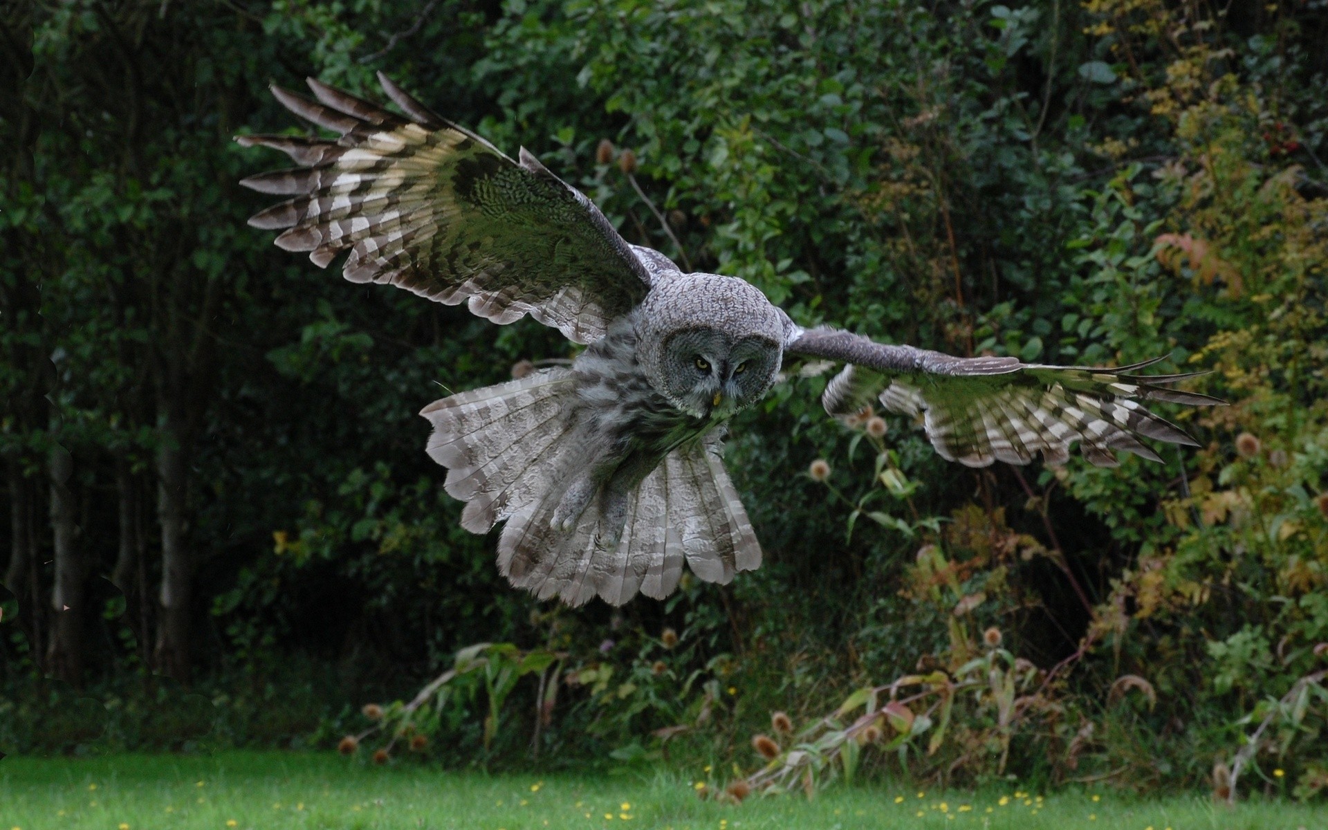 General 1920x1200 owl birds wildlife animals hunt wings flying