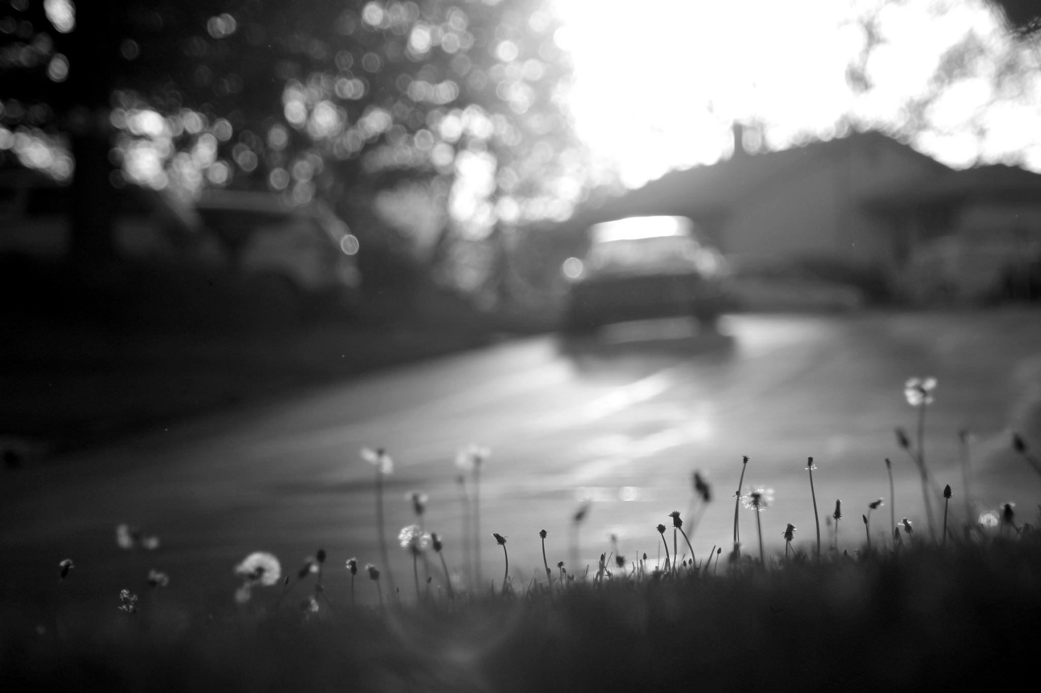 General 2048x1365 blurred macro dandelion black white bokeh outdoors monochrome