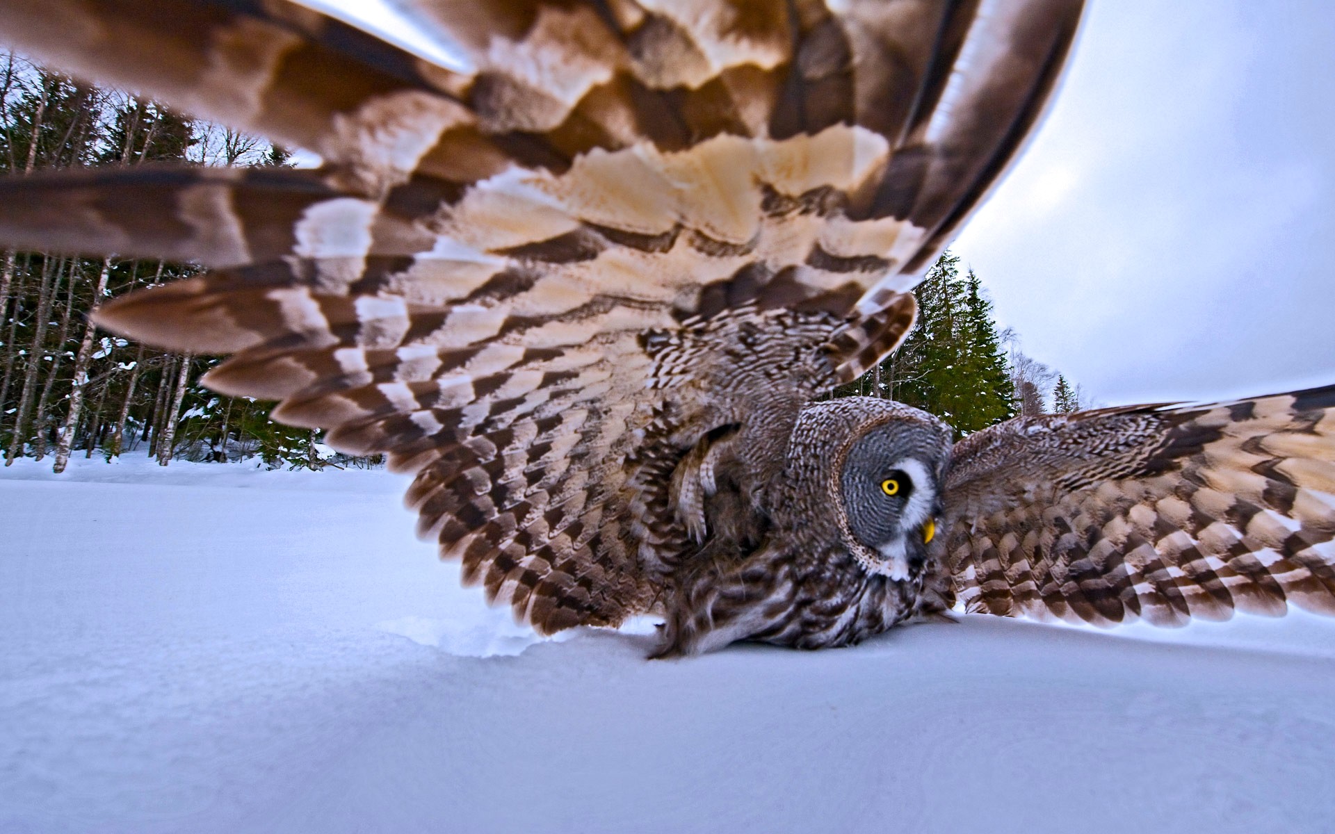 General 1920x1200 animals birds owl wildlife snow nature wings winter