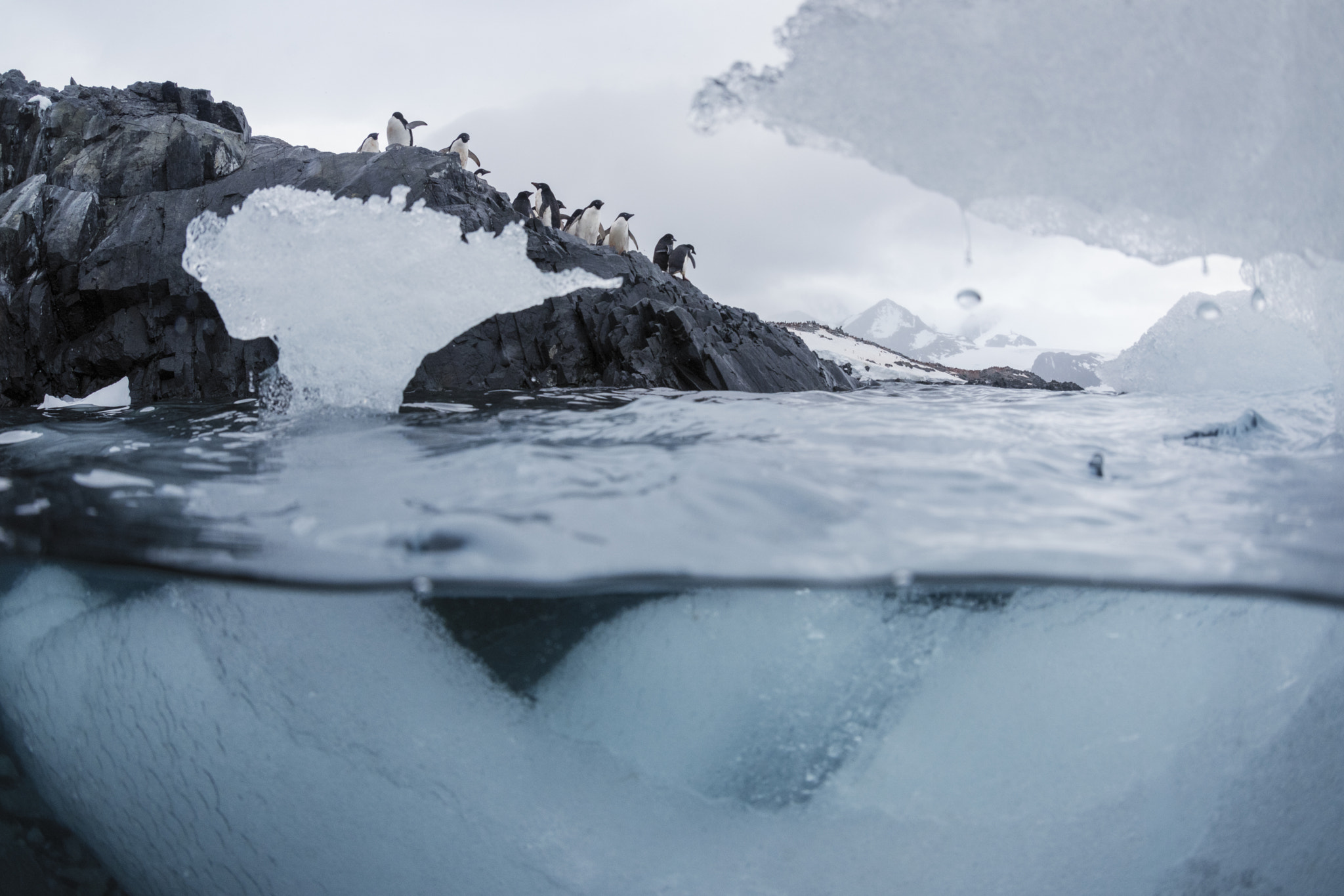 General 2048x1365 ice underwater nature penguins