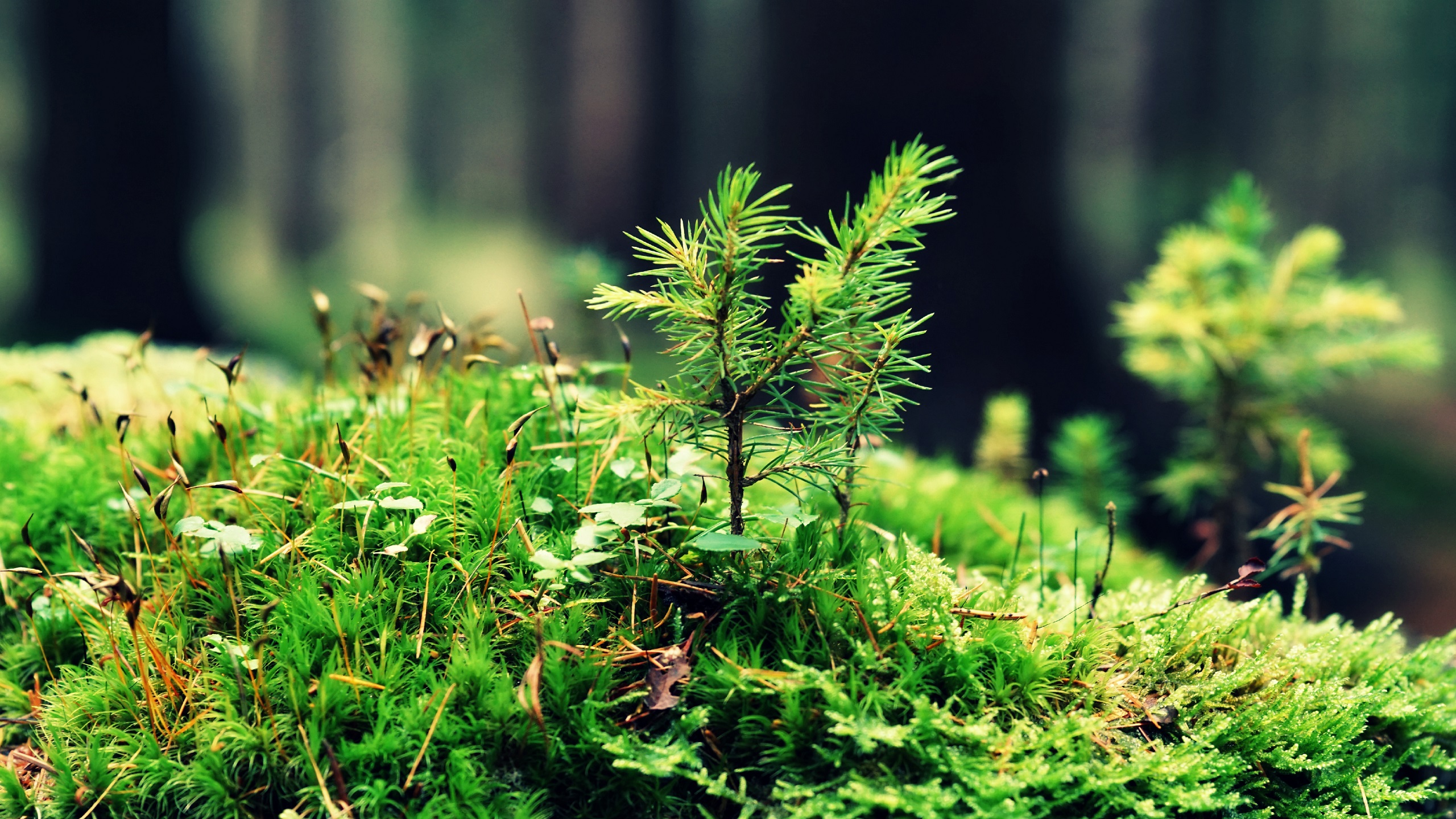 General 2560x1440 photography wood nature plants leaves forest