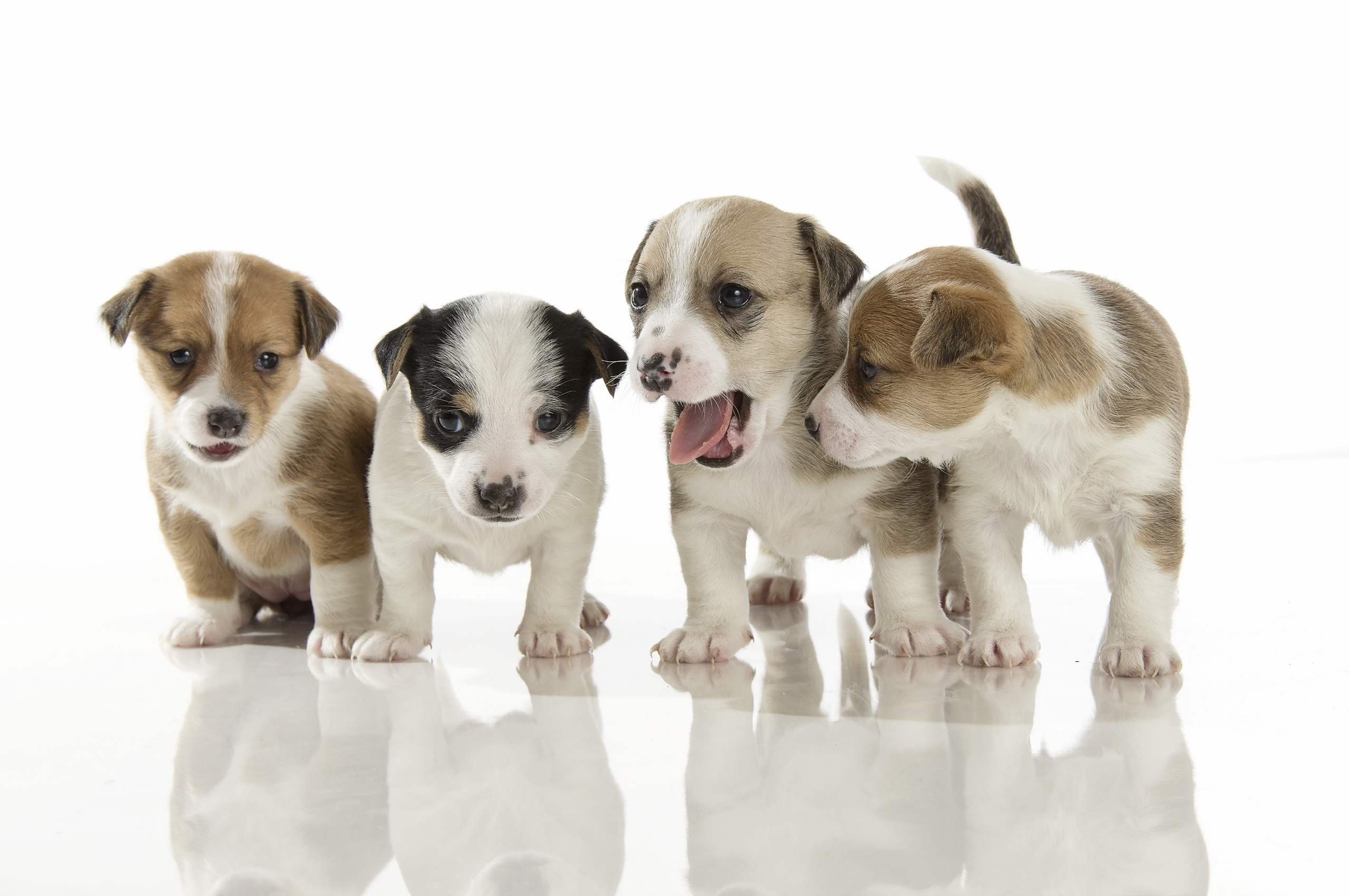 General 2560x1701 puppies baby animals dog animals simple background reflection