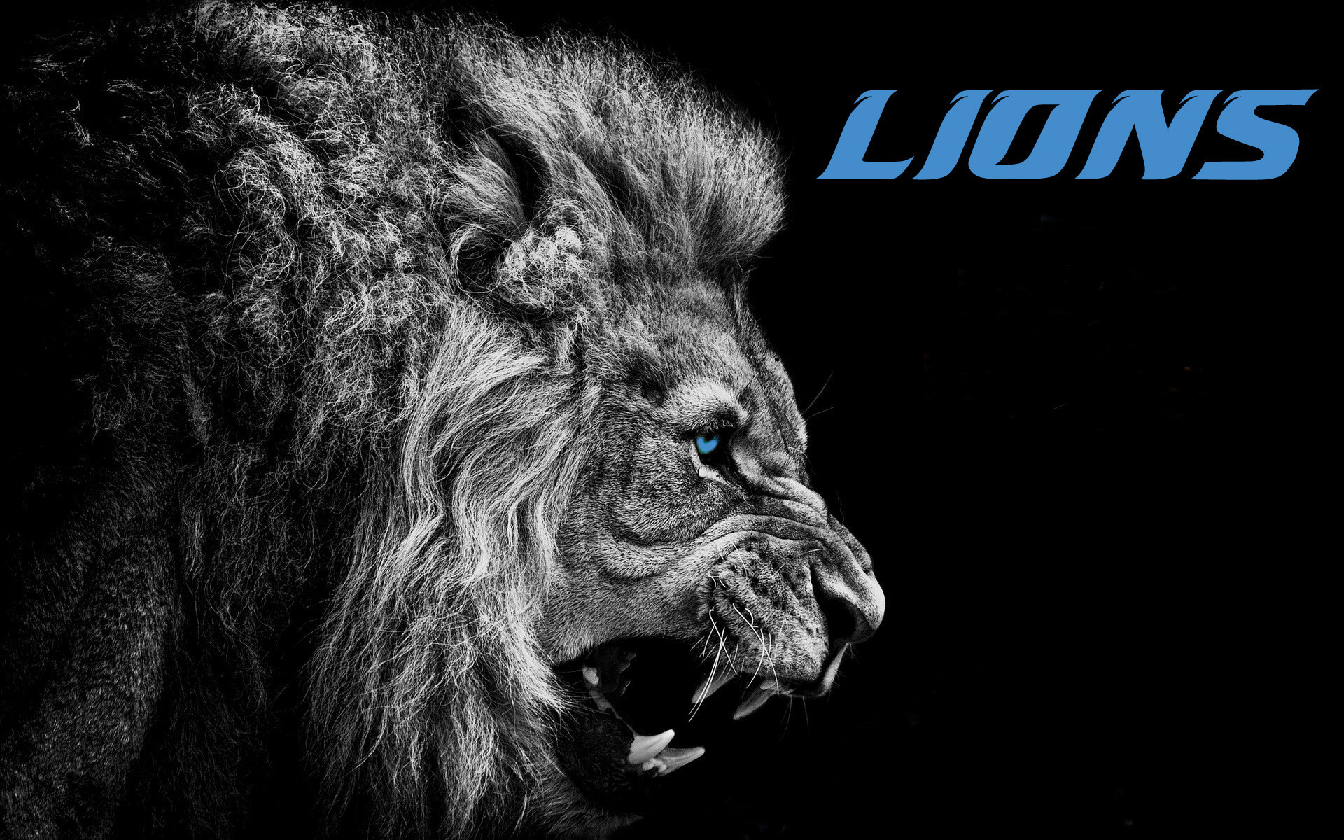 General 1920x1200 Detroit Lions American football NFL blue eyes selective coloring big cats