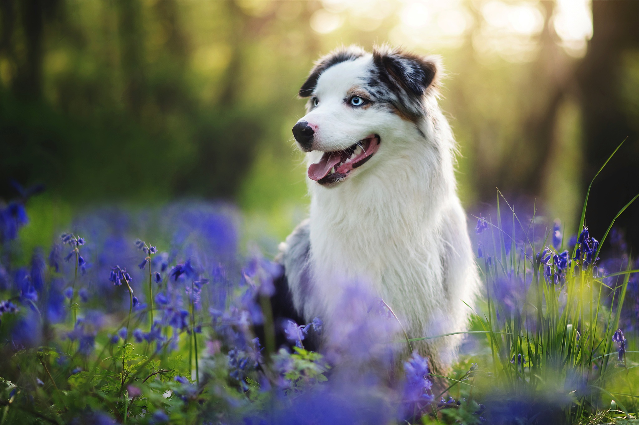 General 2048x1365 flowers plants nature animals dog