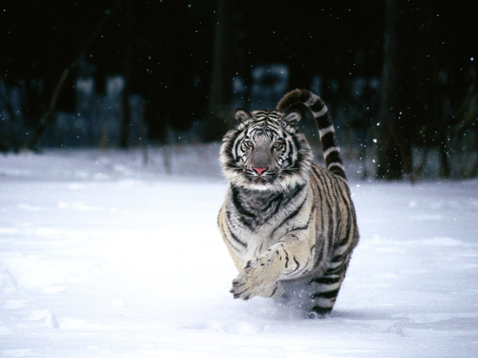 General 1600x1200 tiger snow winter animals big cats mammals