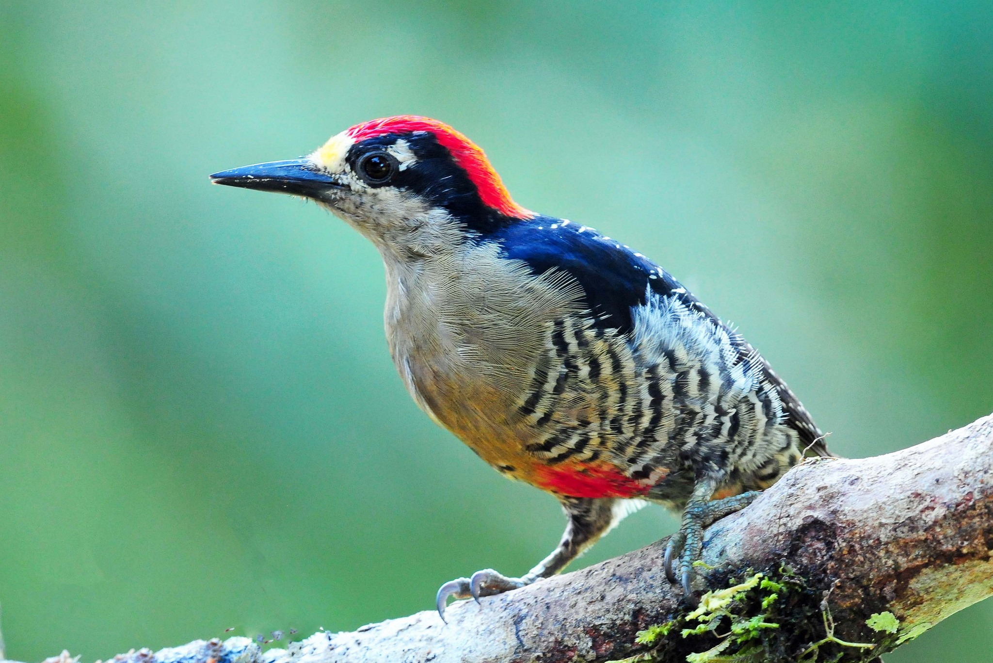 General 2048x1367 animals birds branch green background woodpeckers