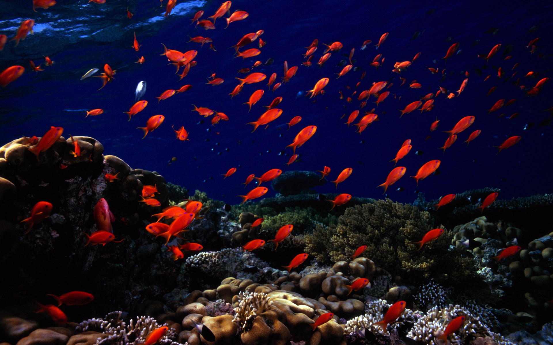 General 1920x1200 fish tropical fish sea life coral underwater nature animals