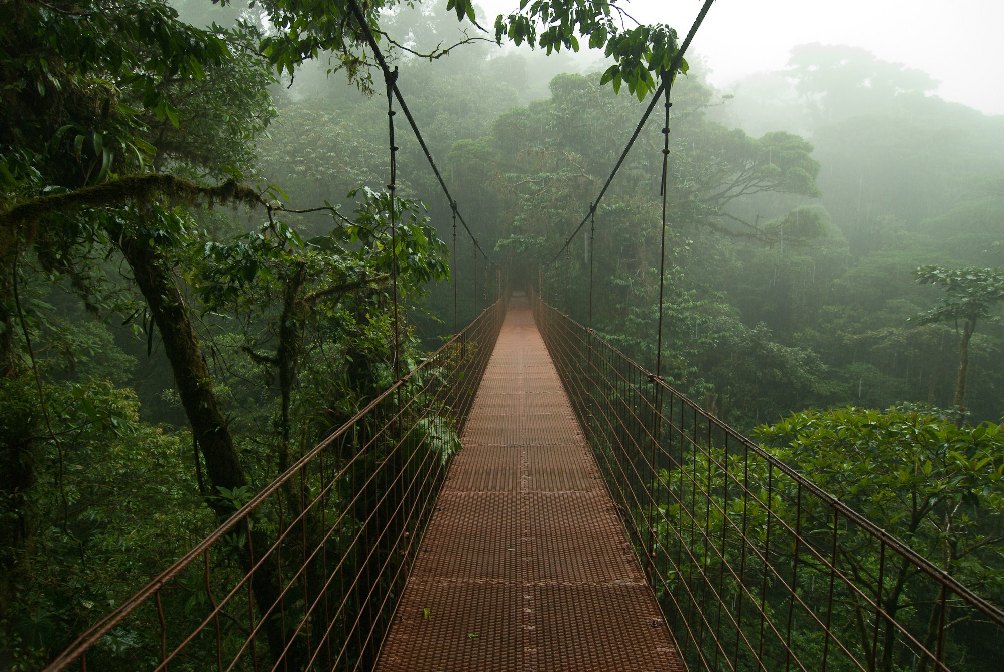General 2000x1339 bridge nature mist Costa Rica  jungle trees rain South America plants