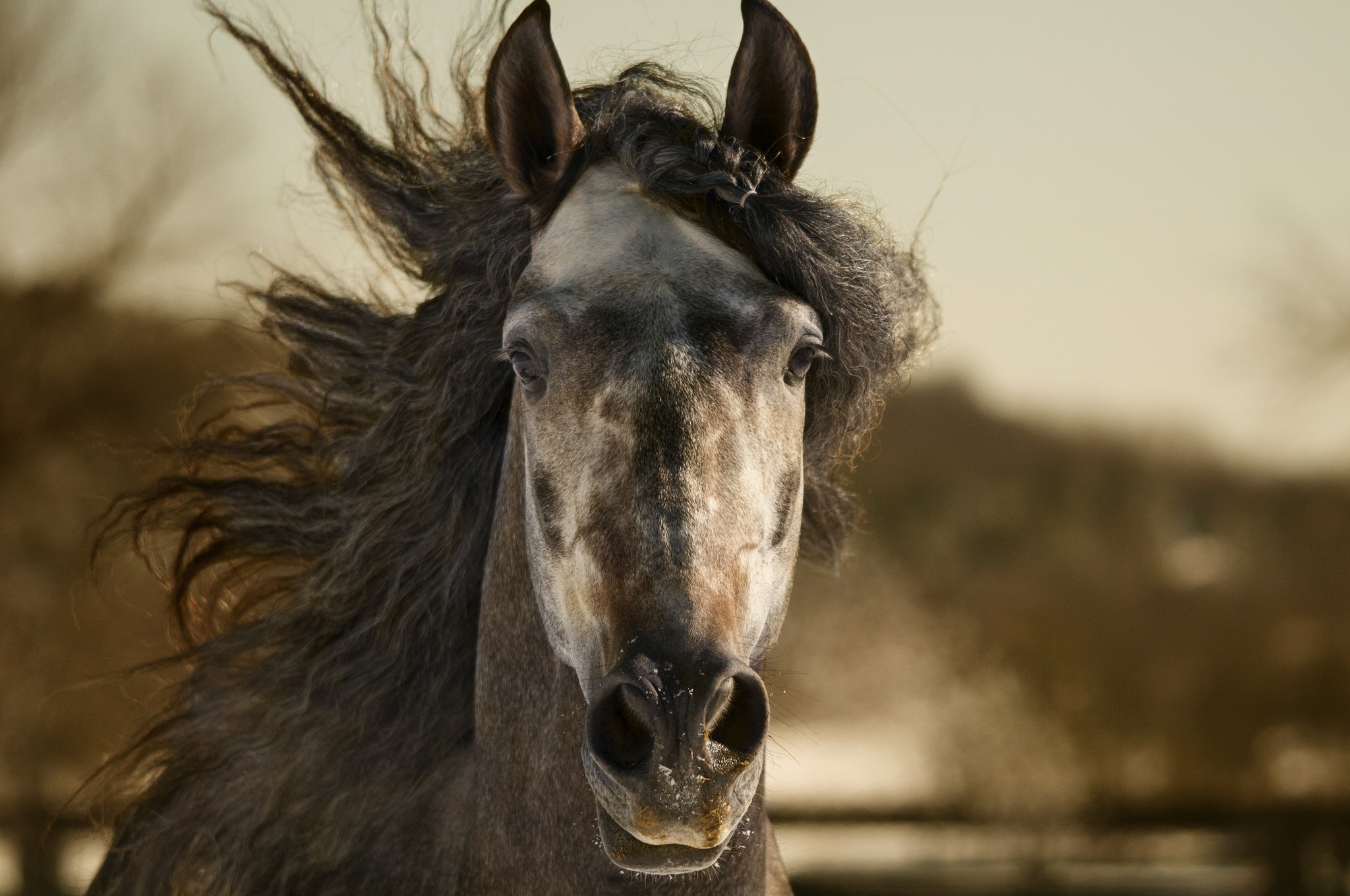 General 2048x1360 animals horse outdoors blurred frontal view closeup