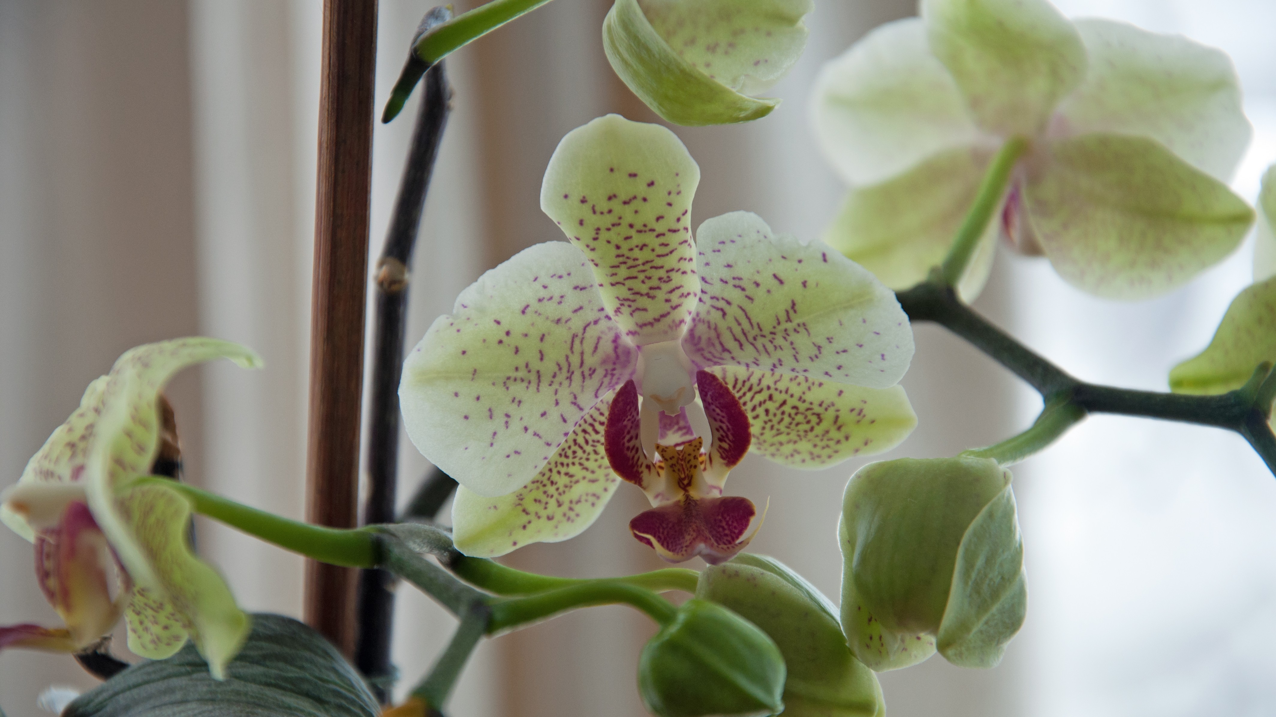 General 4256x2394 orchids flowers plants indoors closeup macro
