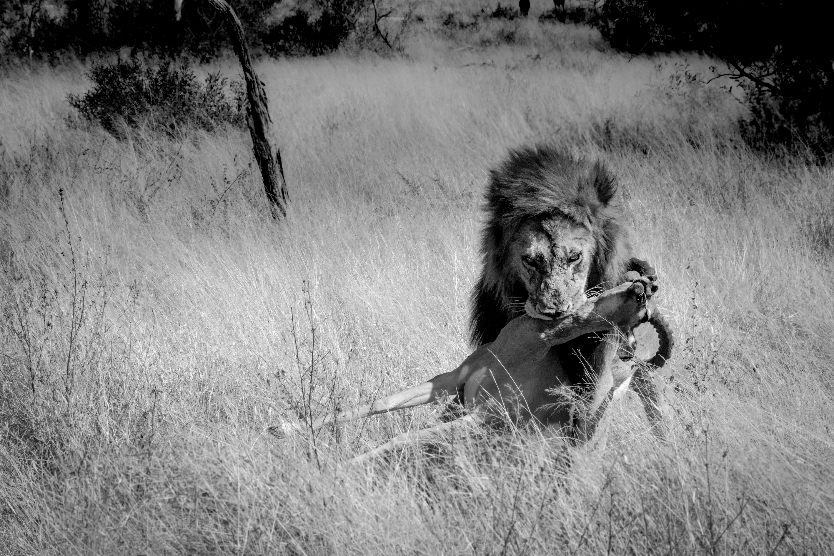 General 2835x1890 nature landscape monochrome animals lion gazelle Africa wildlife field grass big cats feline hunting