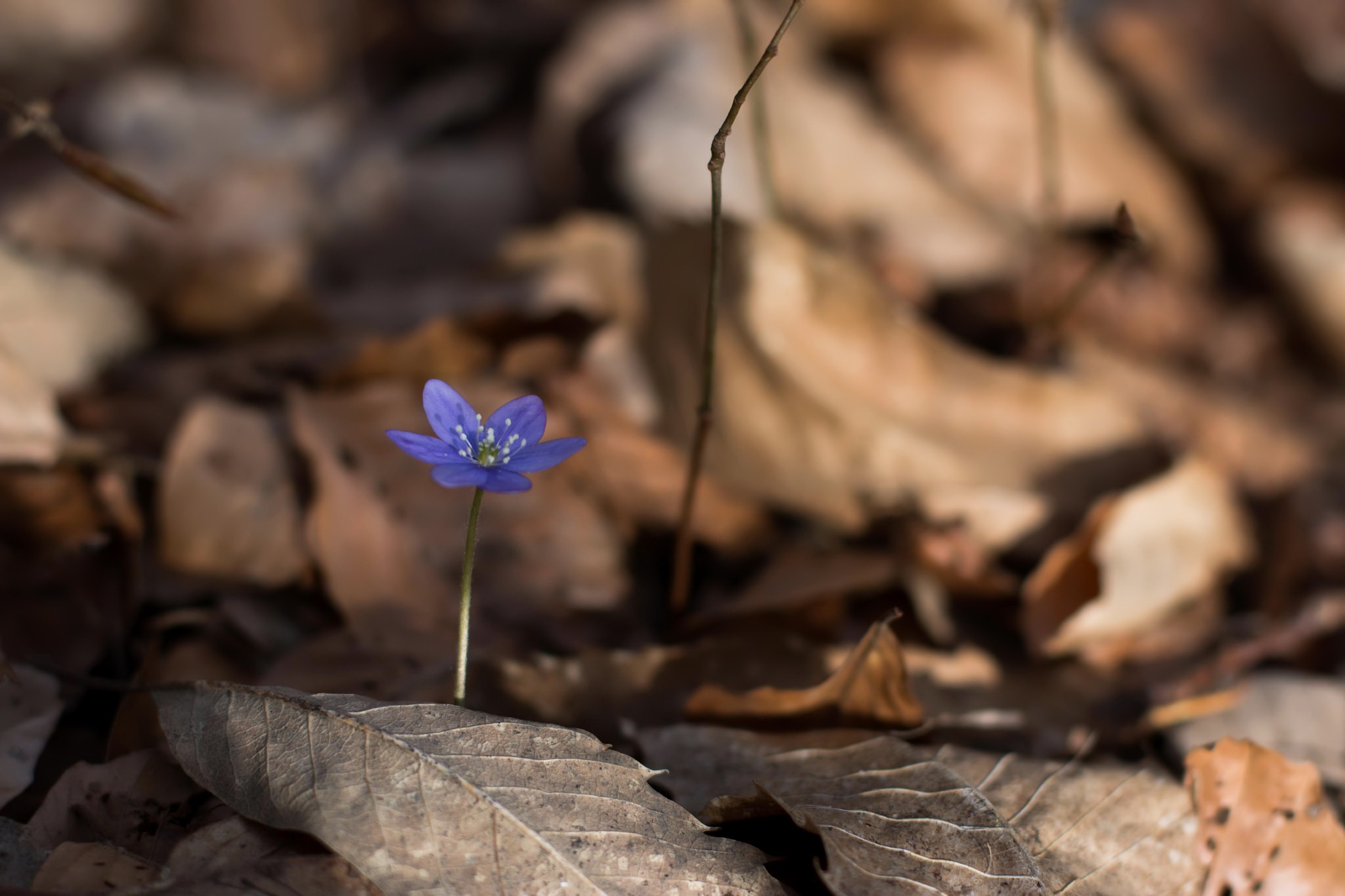 General 2048x1365 flowers leaves nature