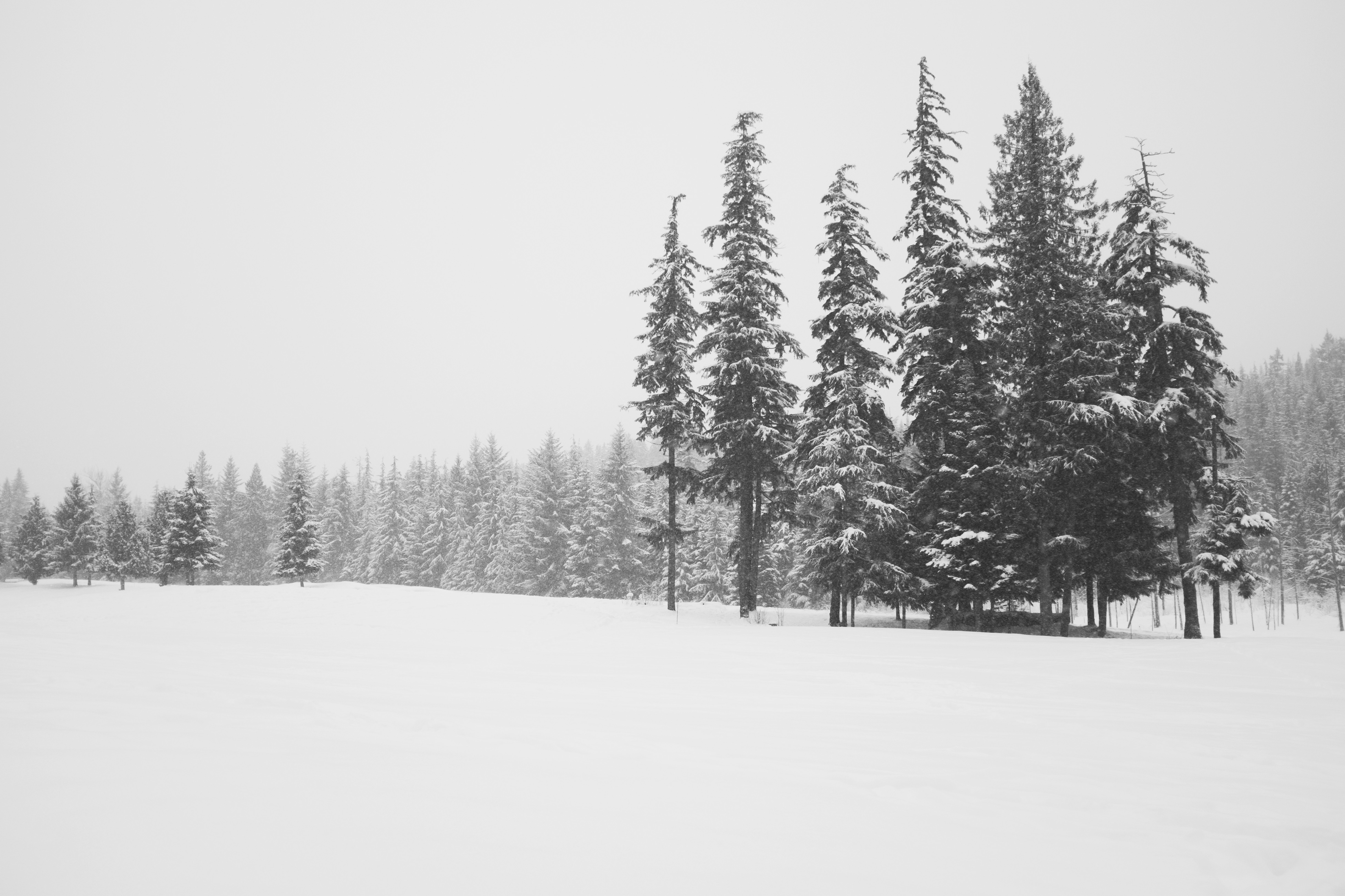 General 4896x3264 landscape nature trees snow winter