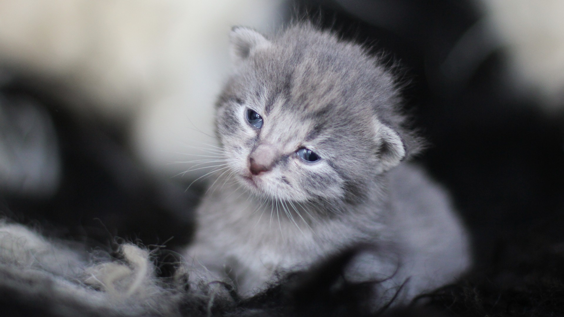 General 1920x1080 baby animals kittens cats
