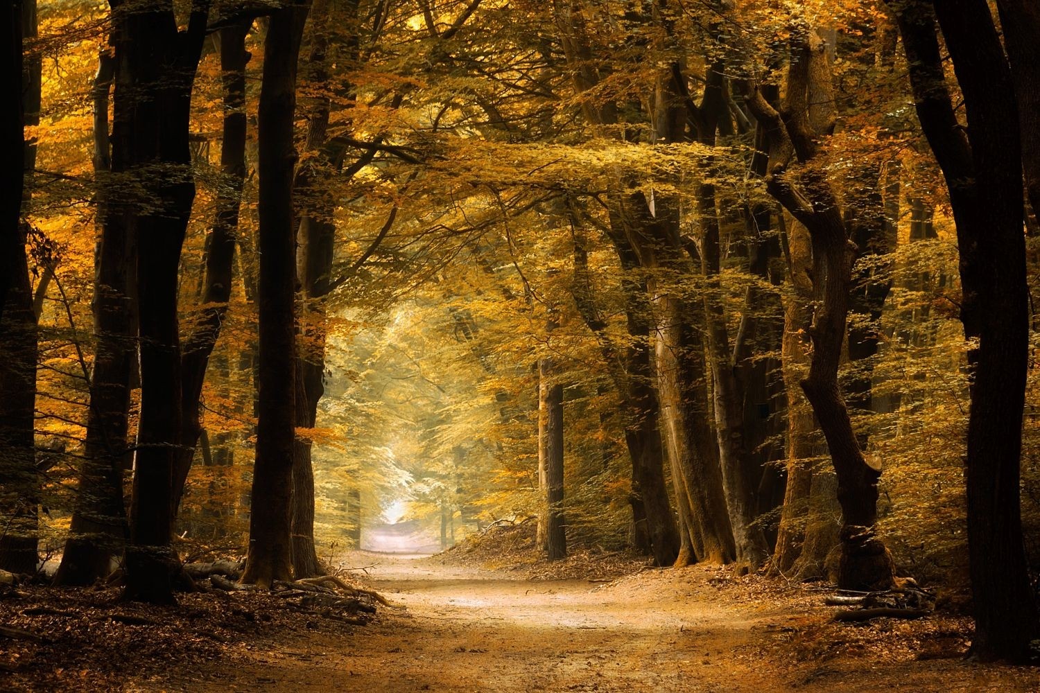 General 1500x1000 nature photography landscape path forest fall yellow dirt road trees fairy tale