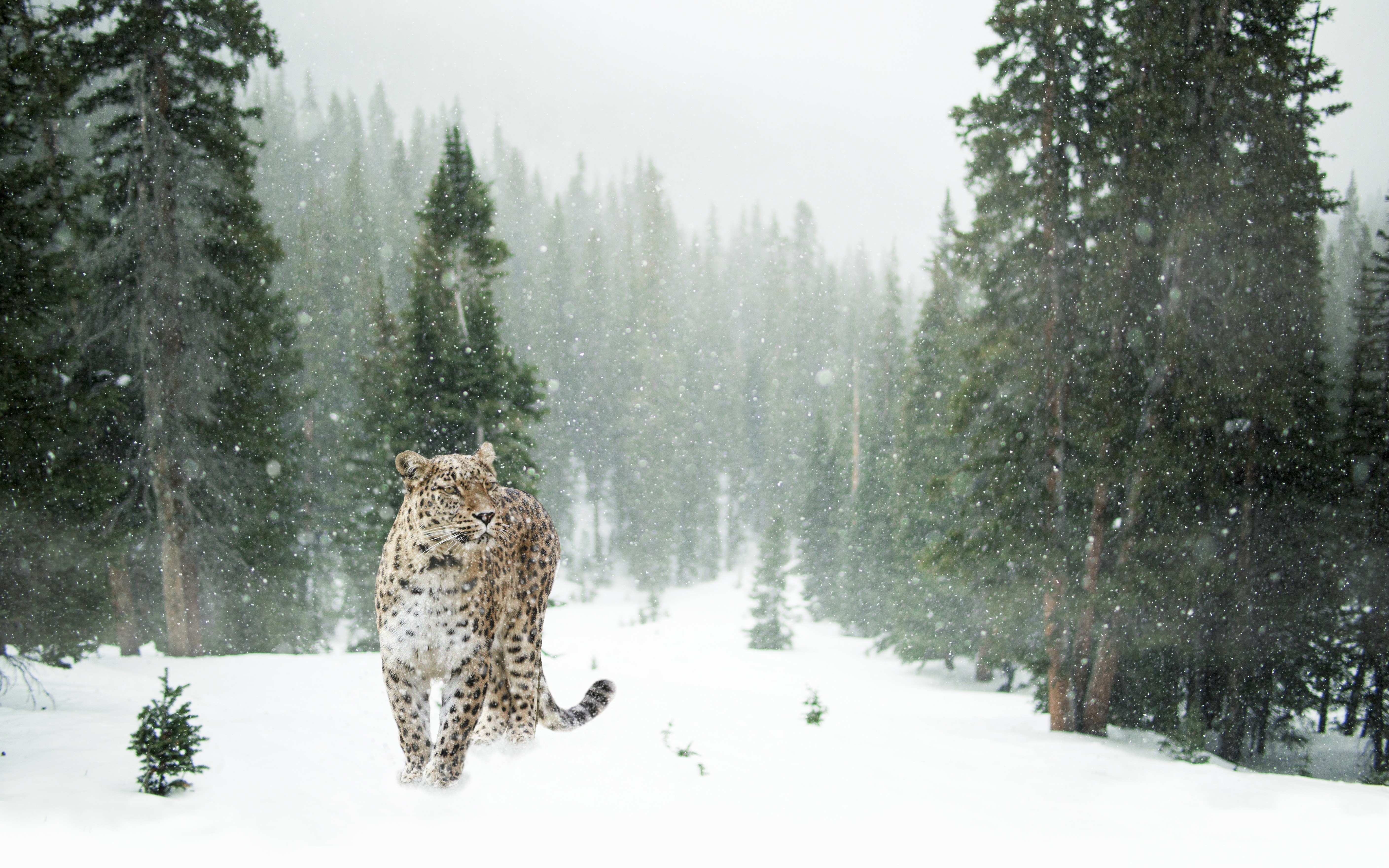 General 5634x3521 animals mammals feline forest pine trees snow leopard