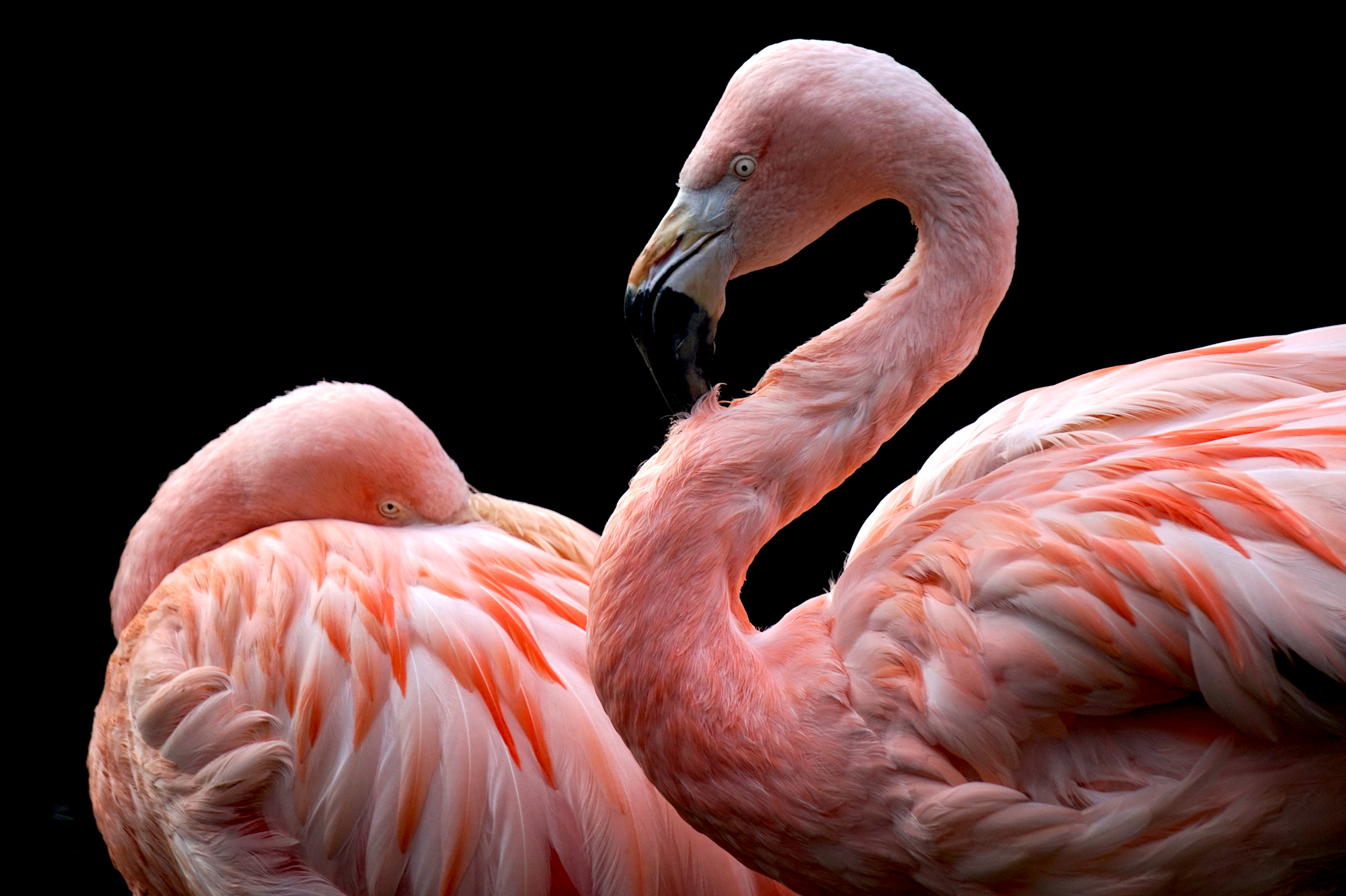 General 2560x1704 animals flamingos birds black background