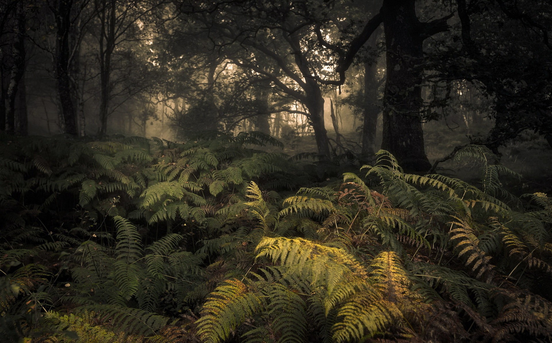 General 1920x1194 trees plants ferns wilderness forest nature deep forest mist