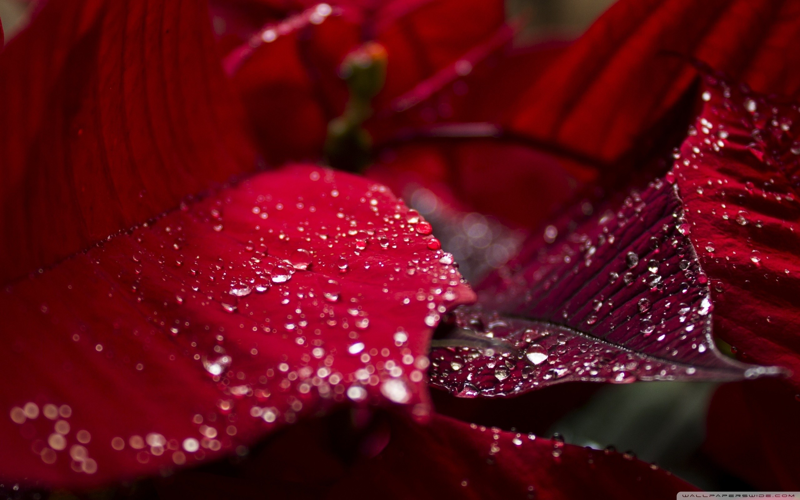 General 2560x1600 nature photography leaves red leaves water drops closeup plants