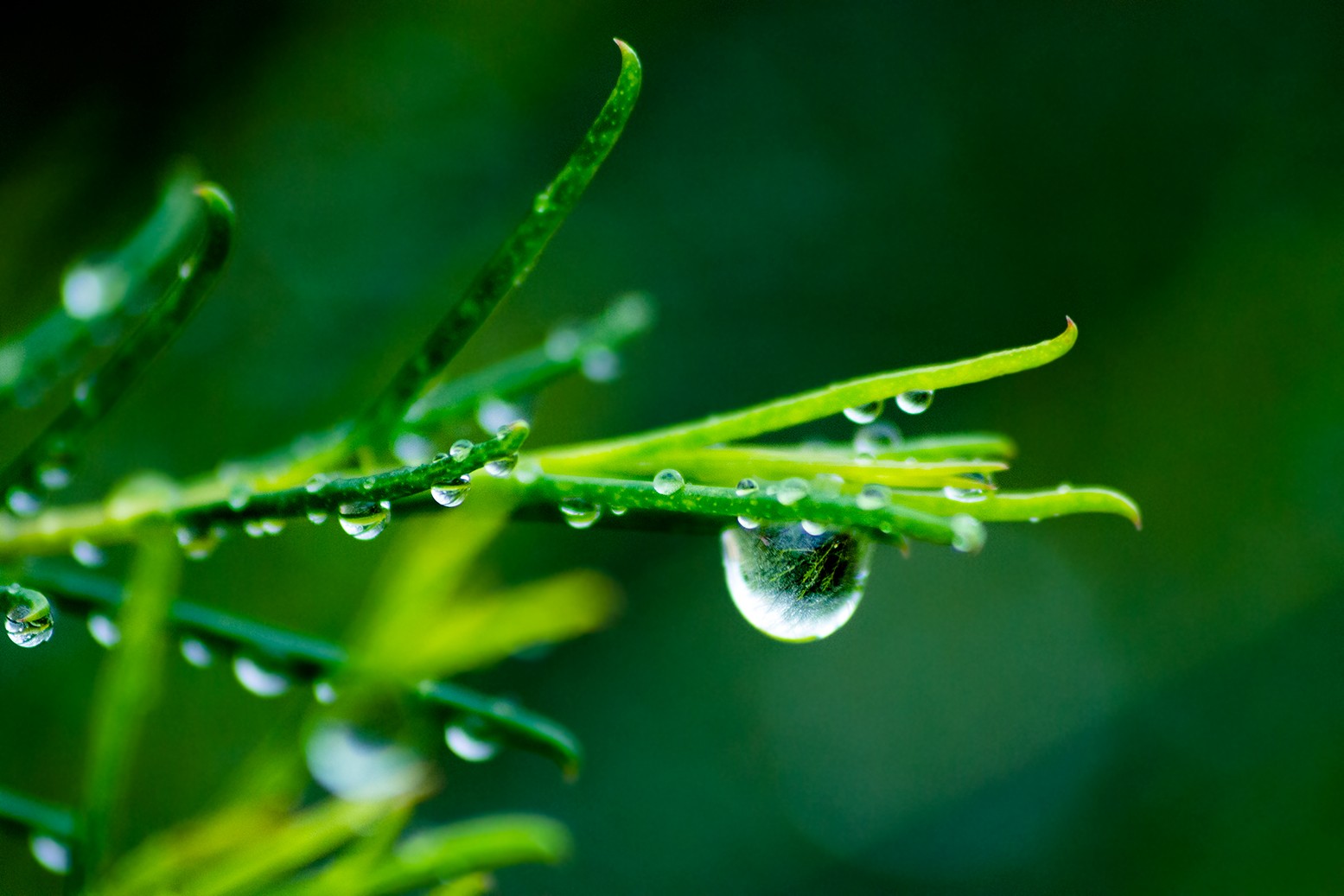 General 1555x1037 macro water water drops green grass plants nature green background