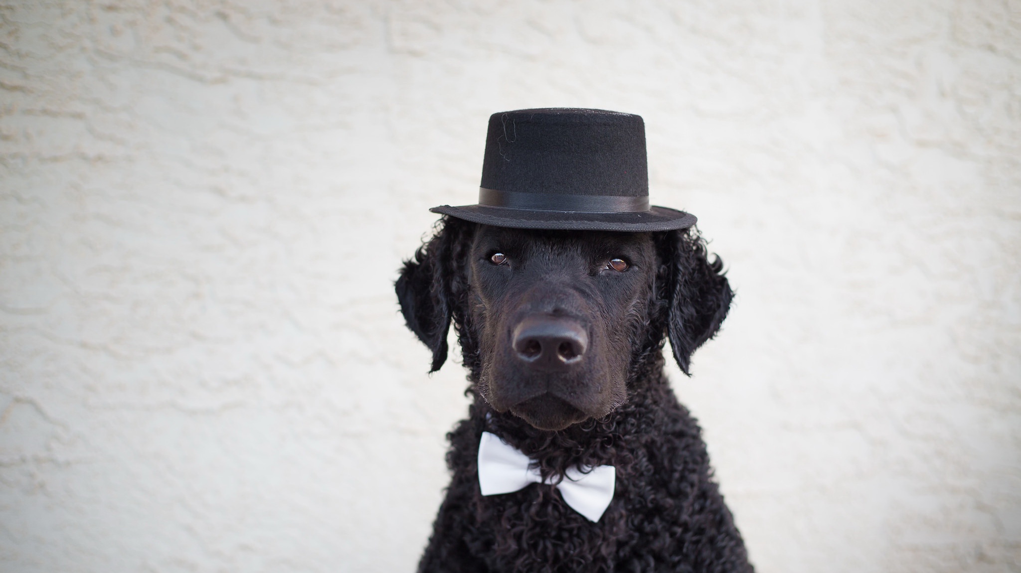 General 2048x1150 dog animals hat simple background humor
